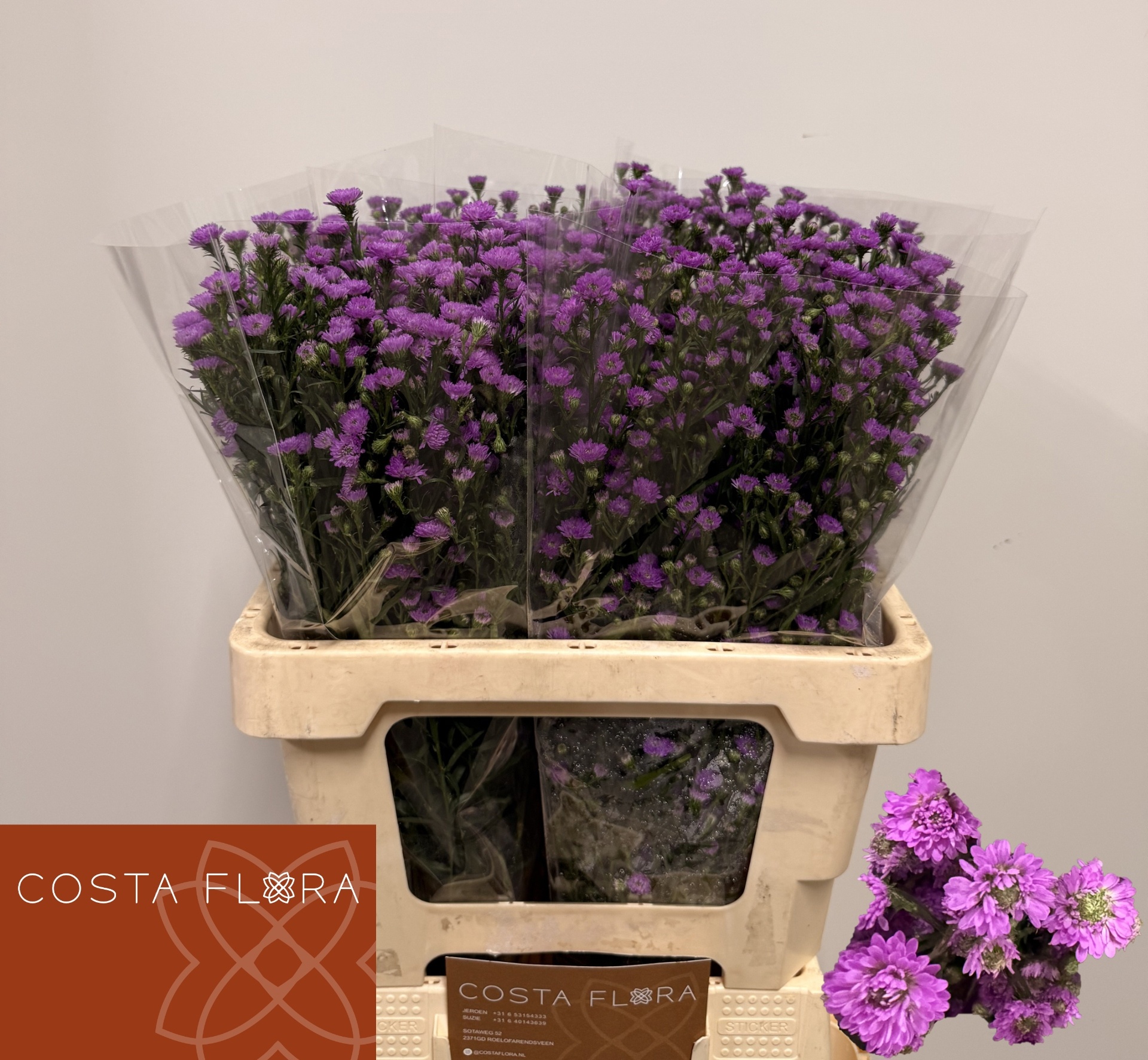 Aster Astee Baby Pink 60cm 20gram