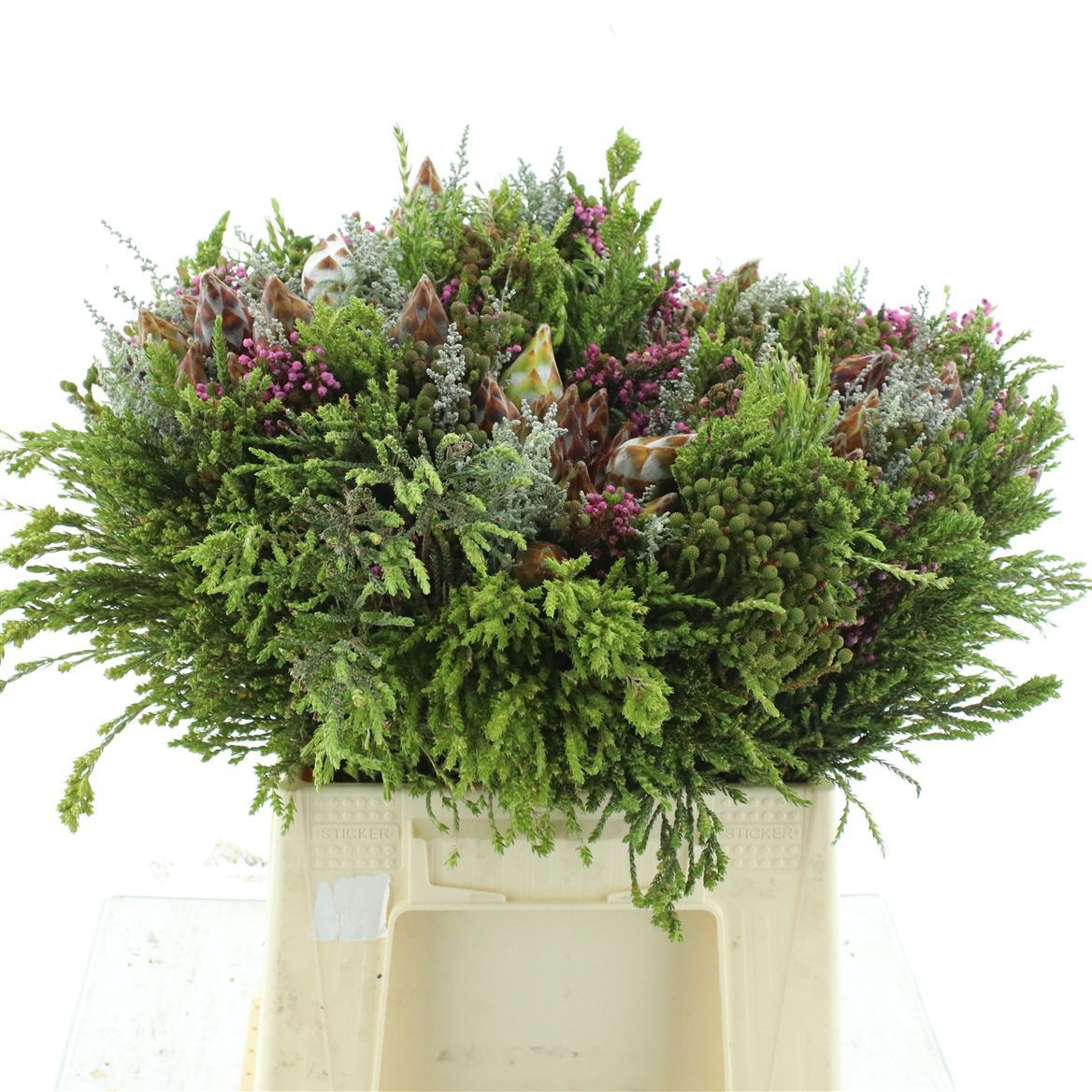 Protea Per Bos