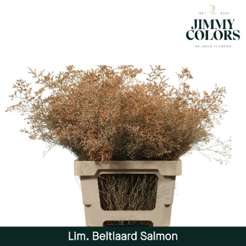 Lim Bel L70 Salmon
