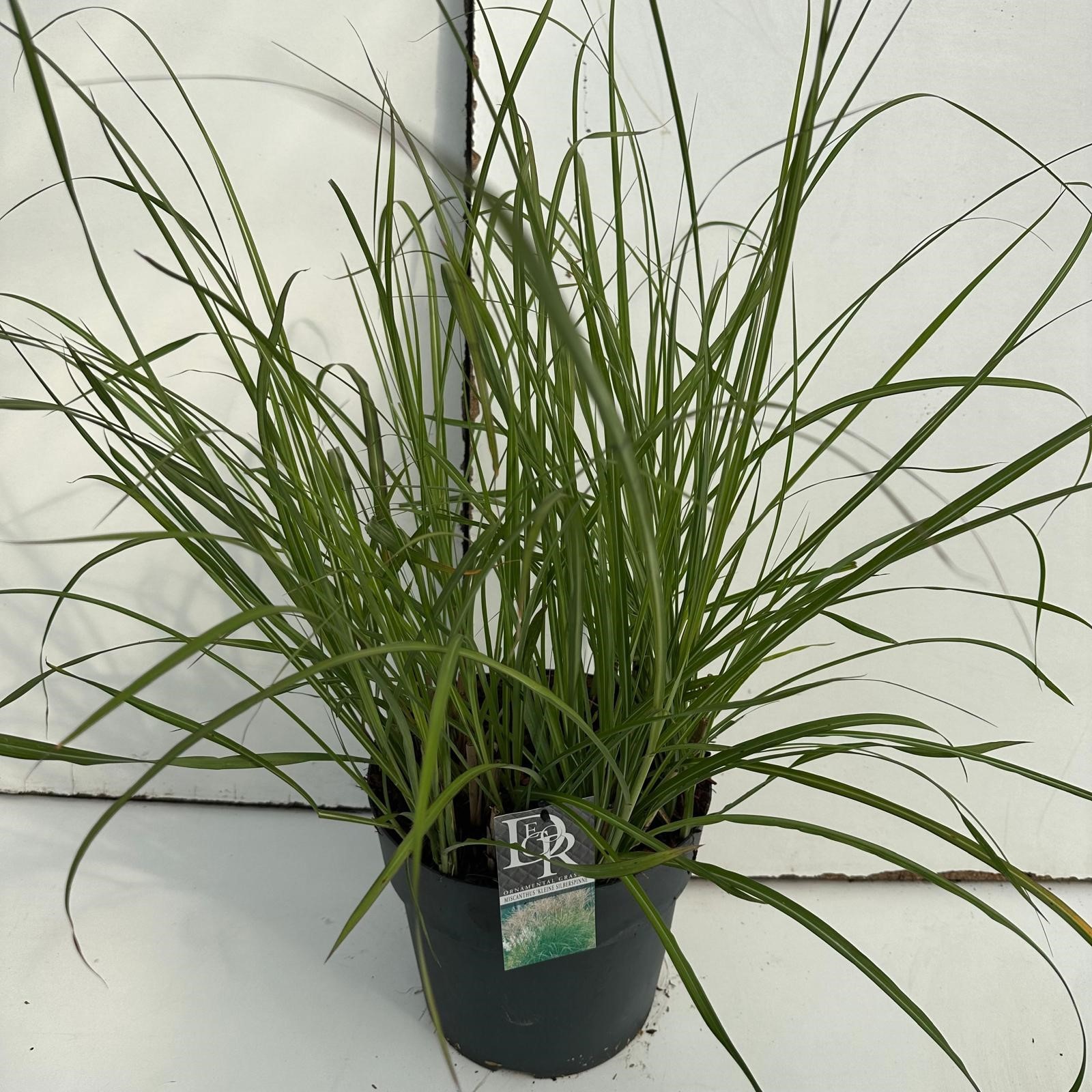 Picture of Miscanthus Kleine Silberspinne P29 (10 Ltr) (LOOSE)