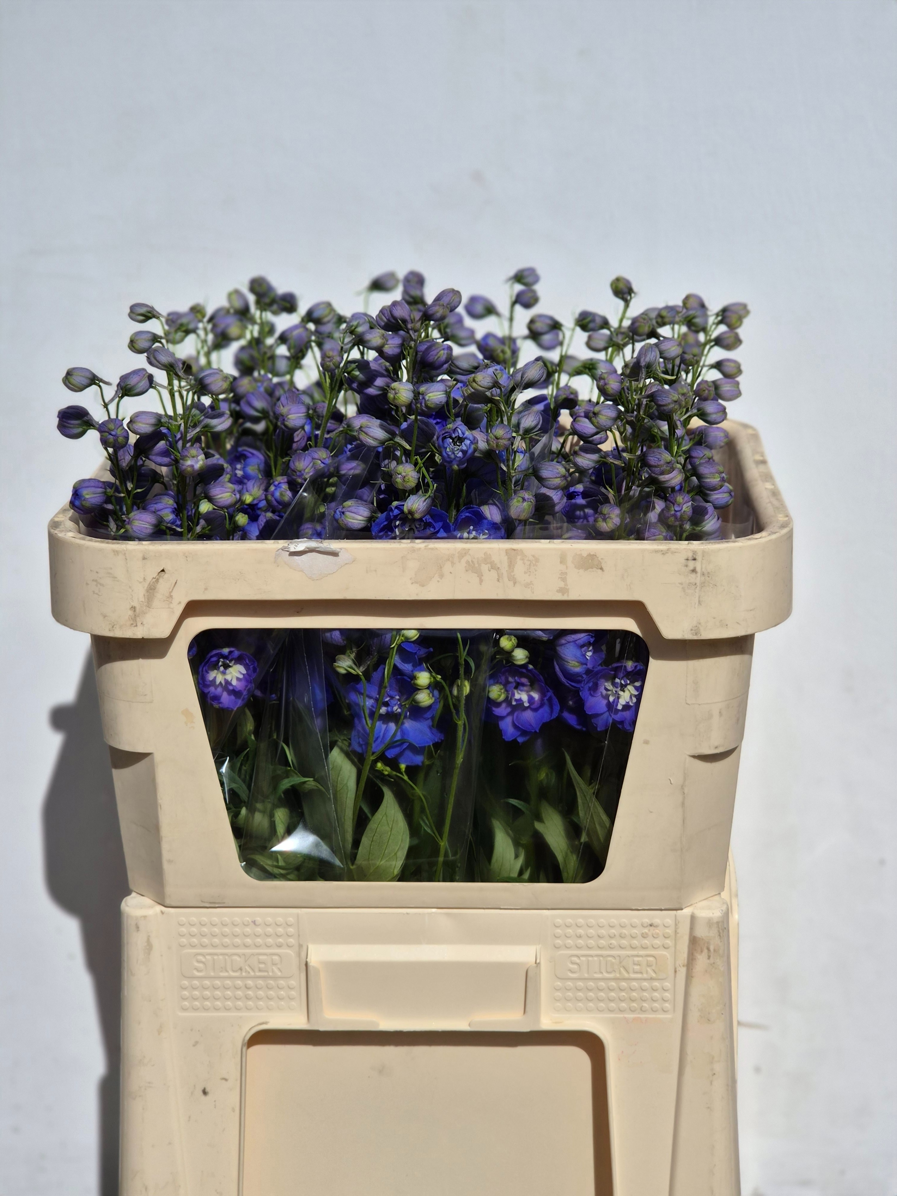 Delphinium El Double Delphi's Morning Light 70cm