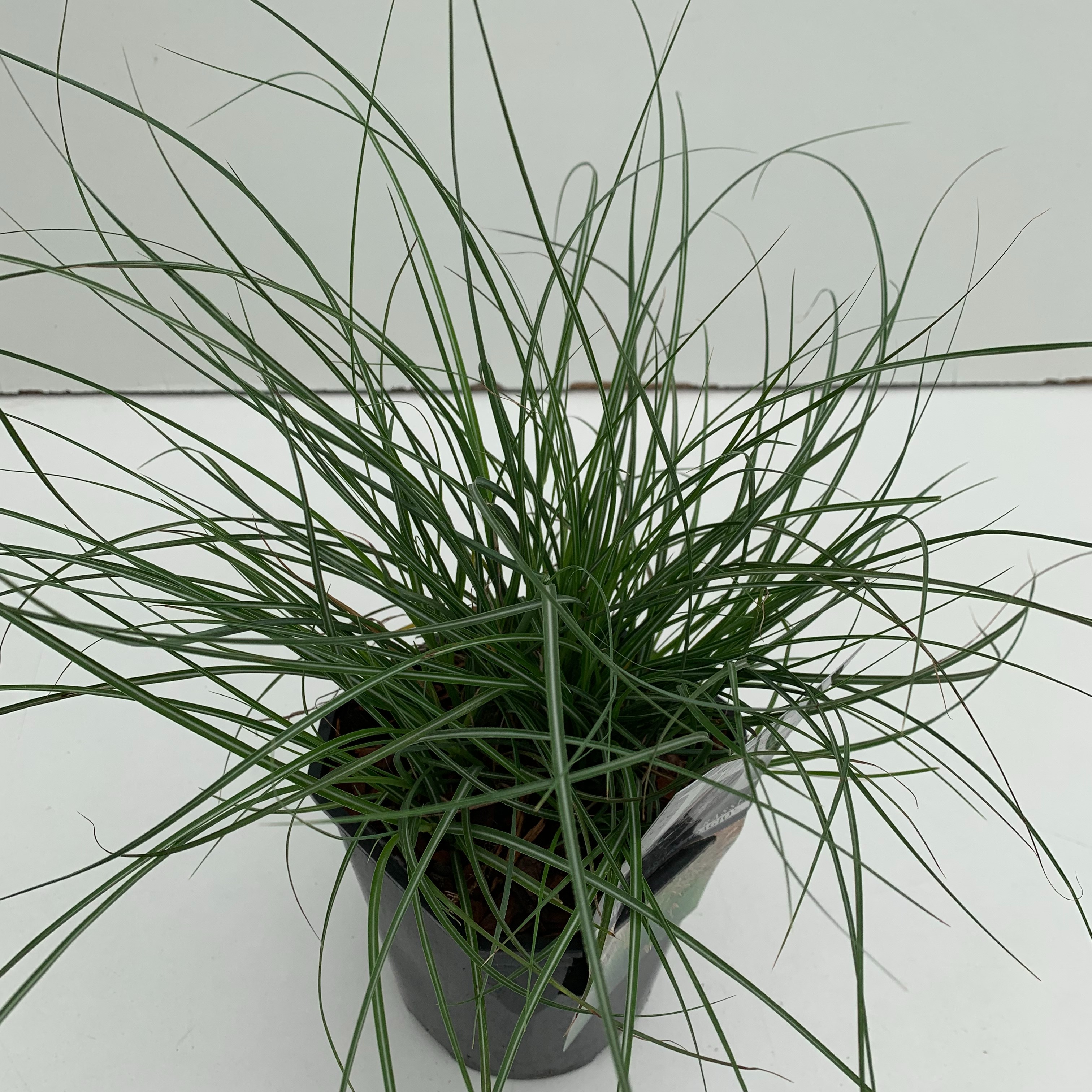 Miscanthus sinensis 'Adagio'