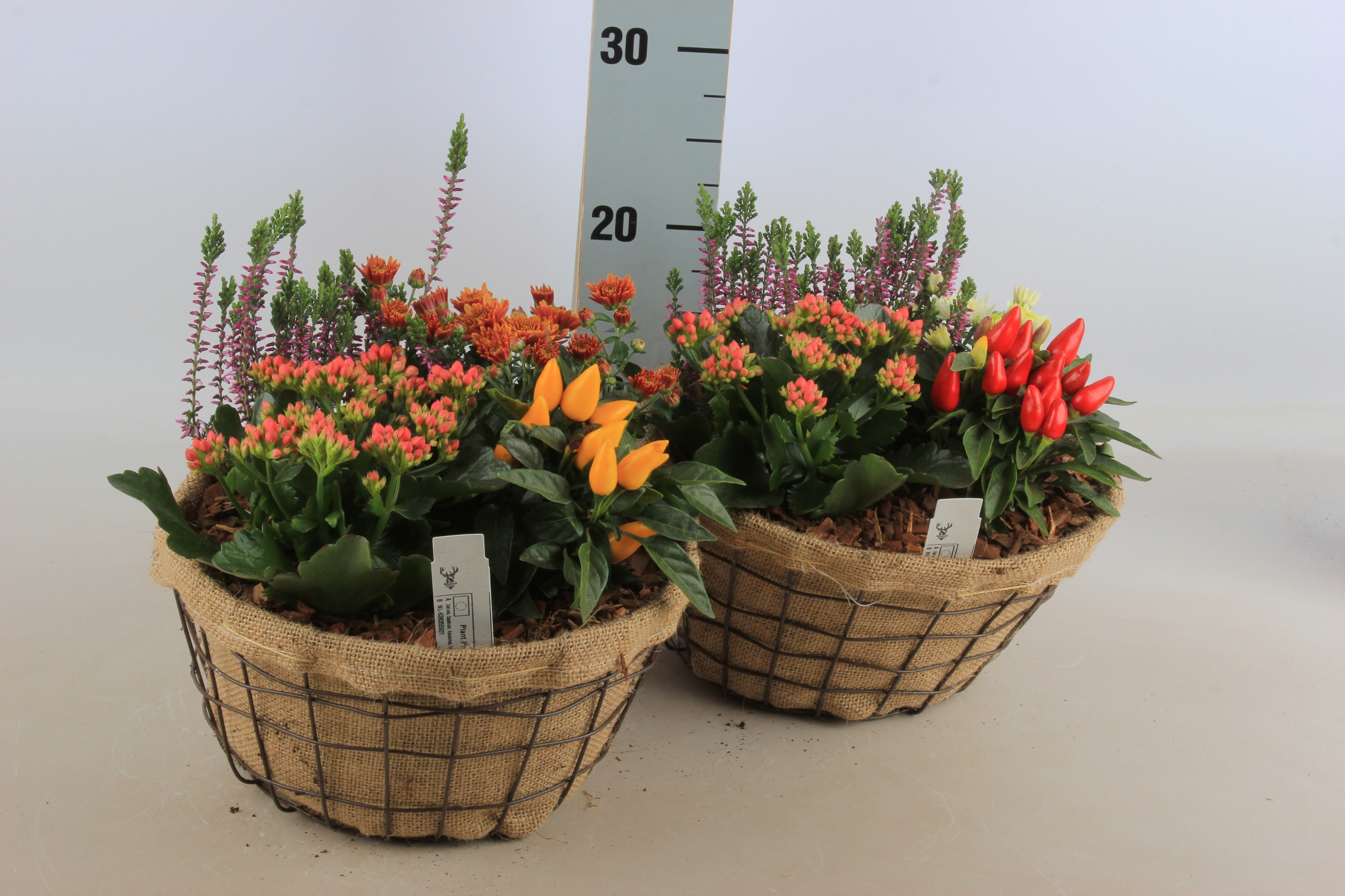 Arr Tuinplanten 25P 30cm 12bloei