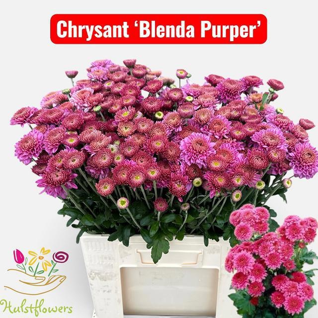 Chrys Spray Blenda Purple 50cm 55gram