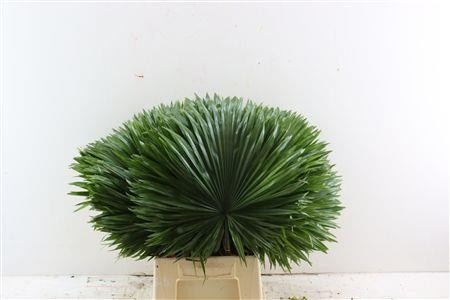 Livistonia Rotundifolia 60cm