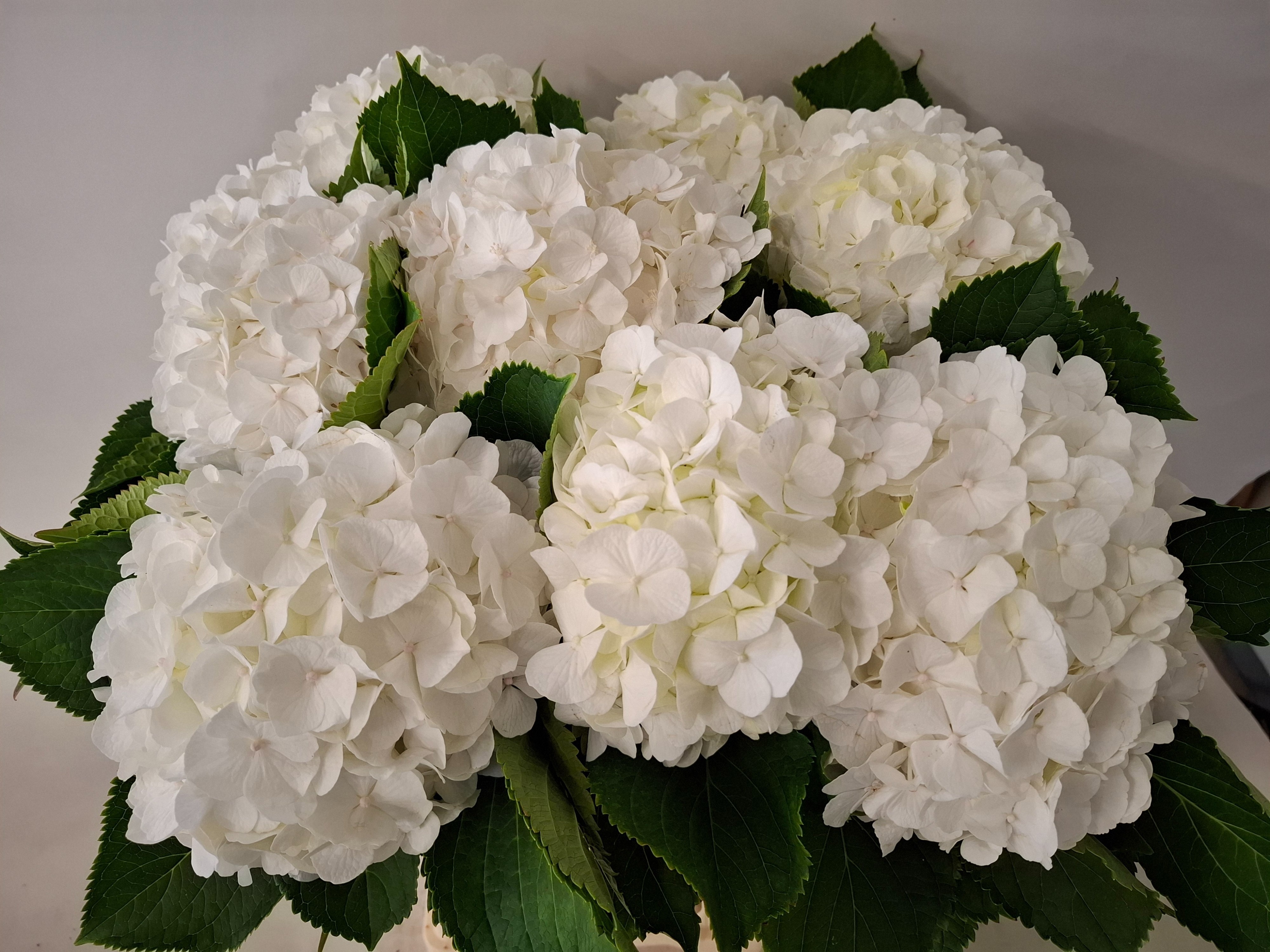 Hydrangea White Verena 60cm 18Ø