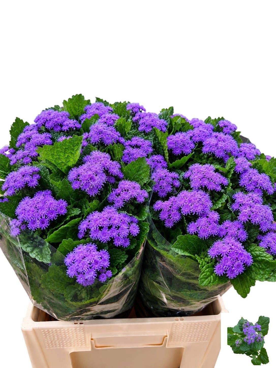 Ageratum Blue Planet 60cm