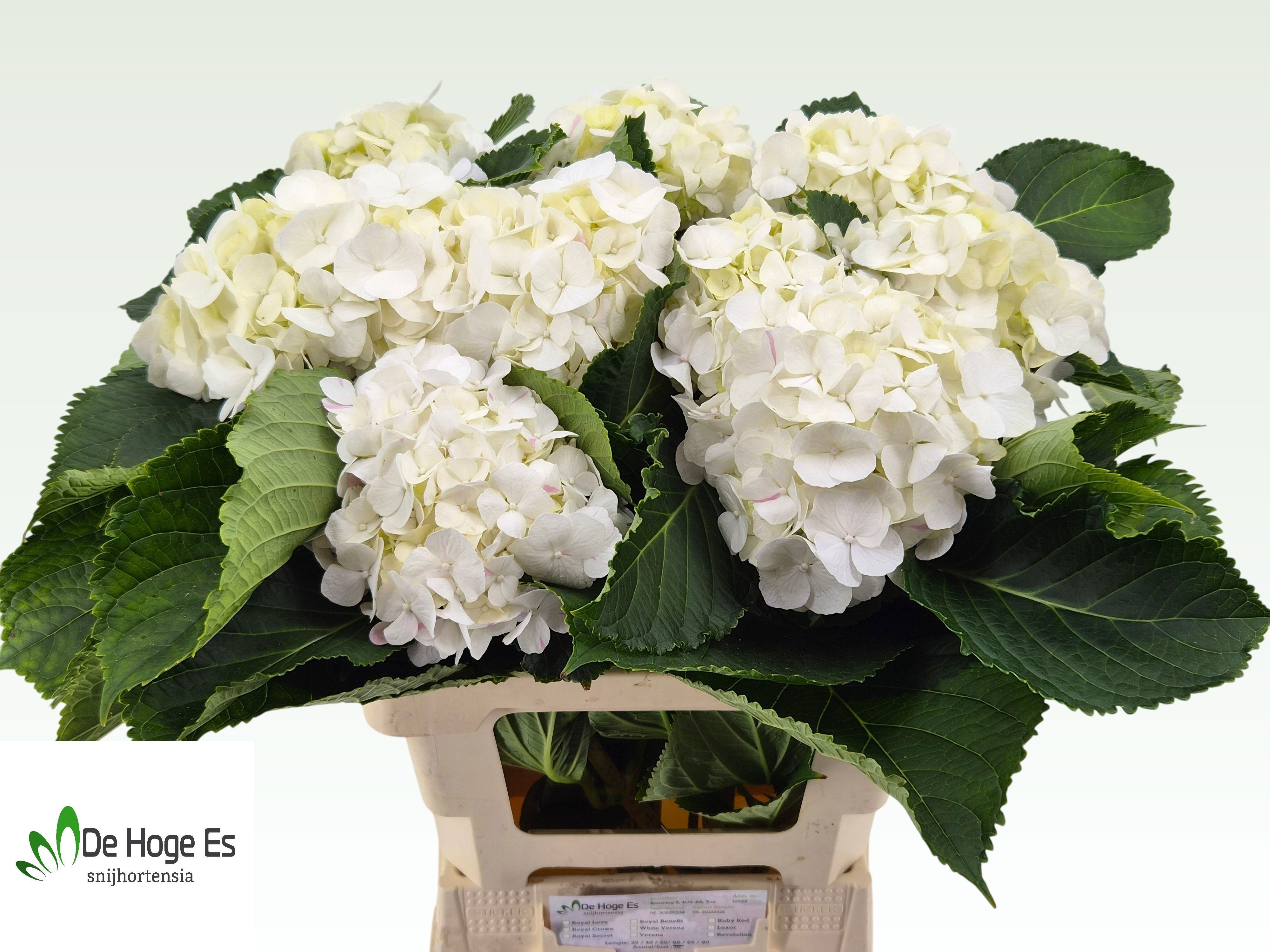 Hydrangea White Verena 60cm 14Ø
