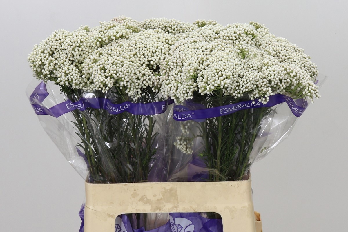 Ozothamus Cooks Snow Whi 60cm