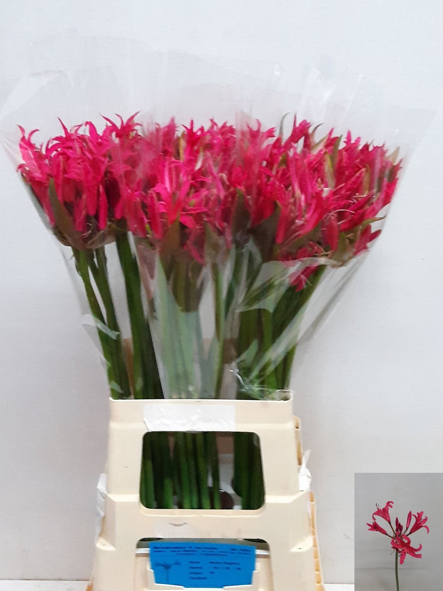 Ne Bo El Pink Spunky 70cm