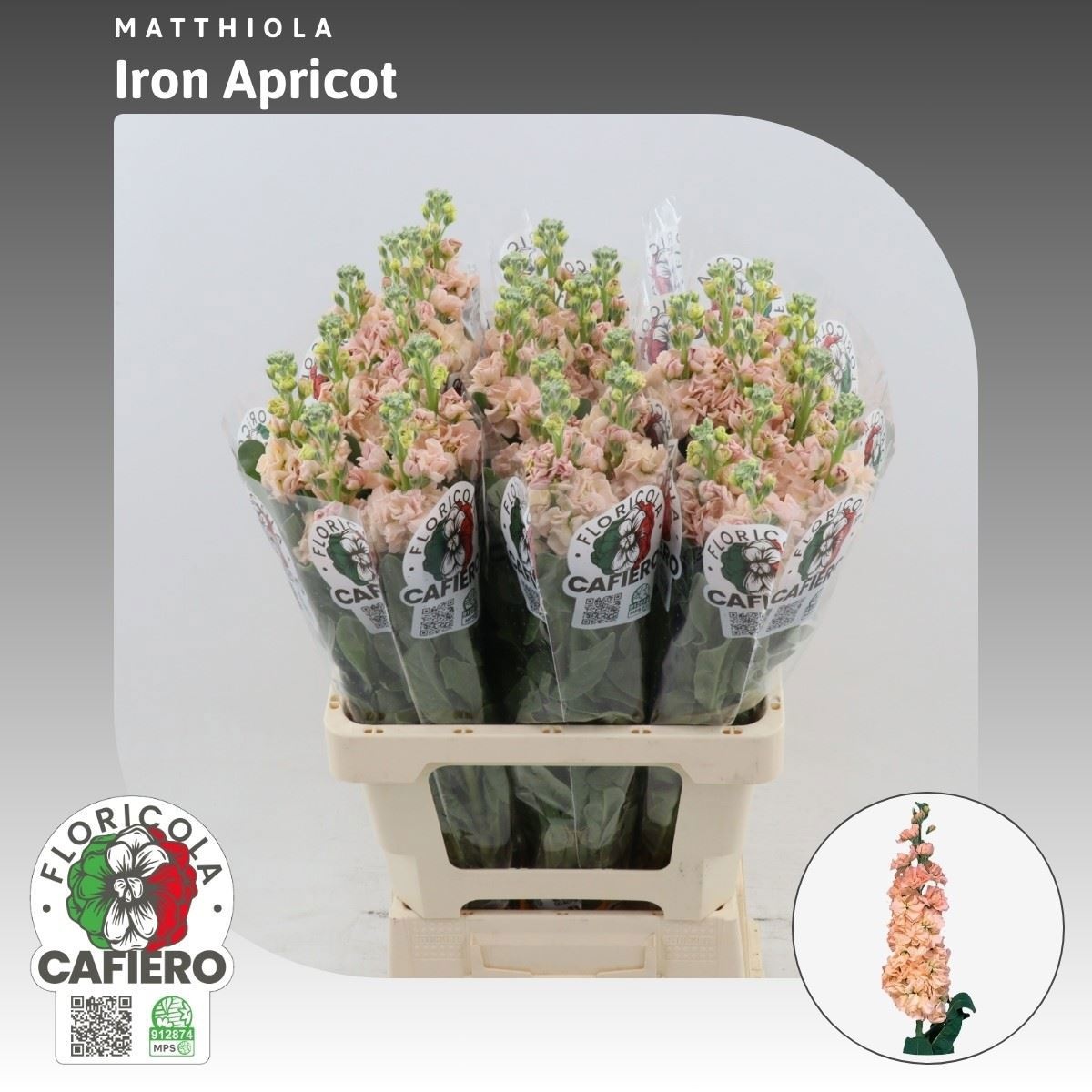Matthiola Iron Apricot 70cm