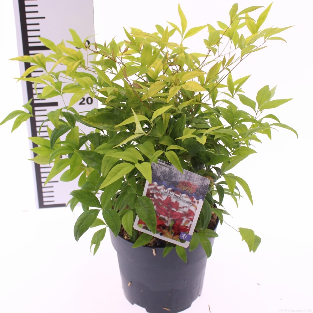 Picture of Nandina domestica 'Firepower'