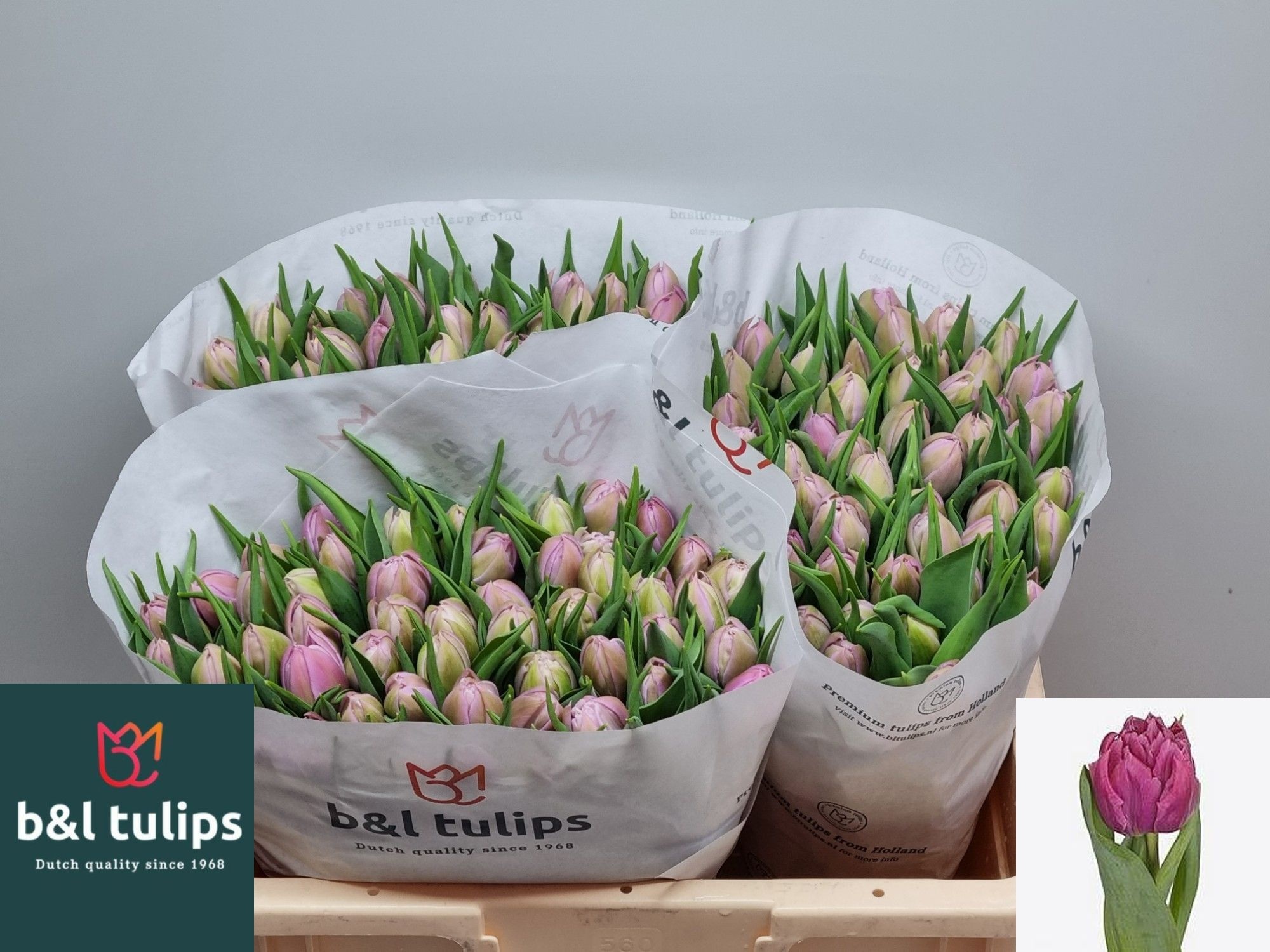 Tulipa Double Double Price 36cm 37gram