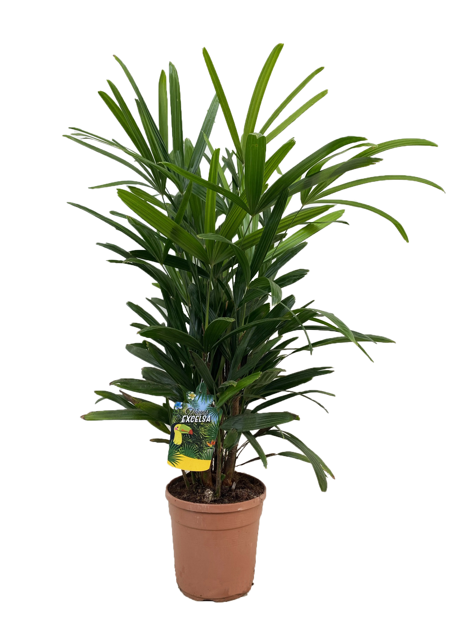 Picture of Rhapis excelsa P21 (4 Ltr) (LOOSE)