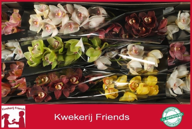Cymbidium Asst 6bl