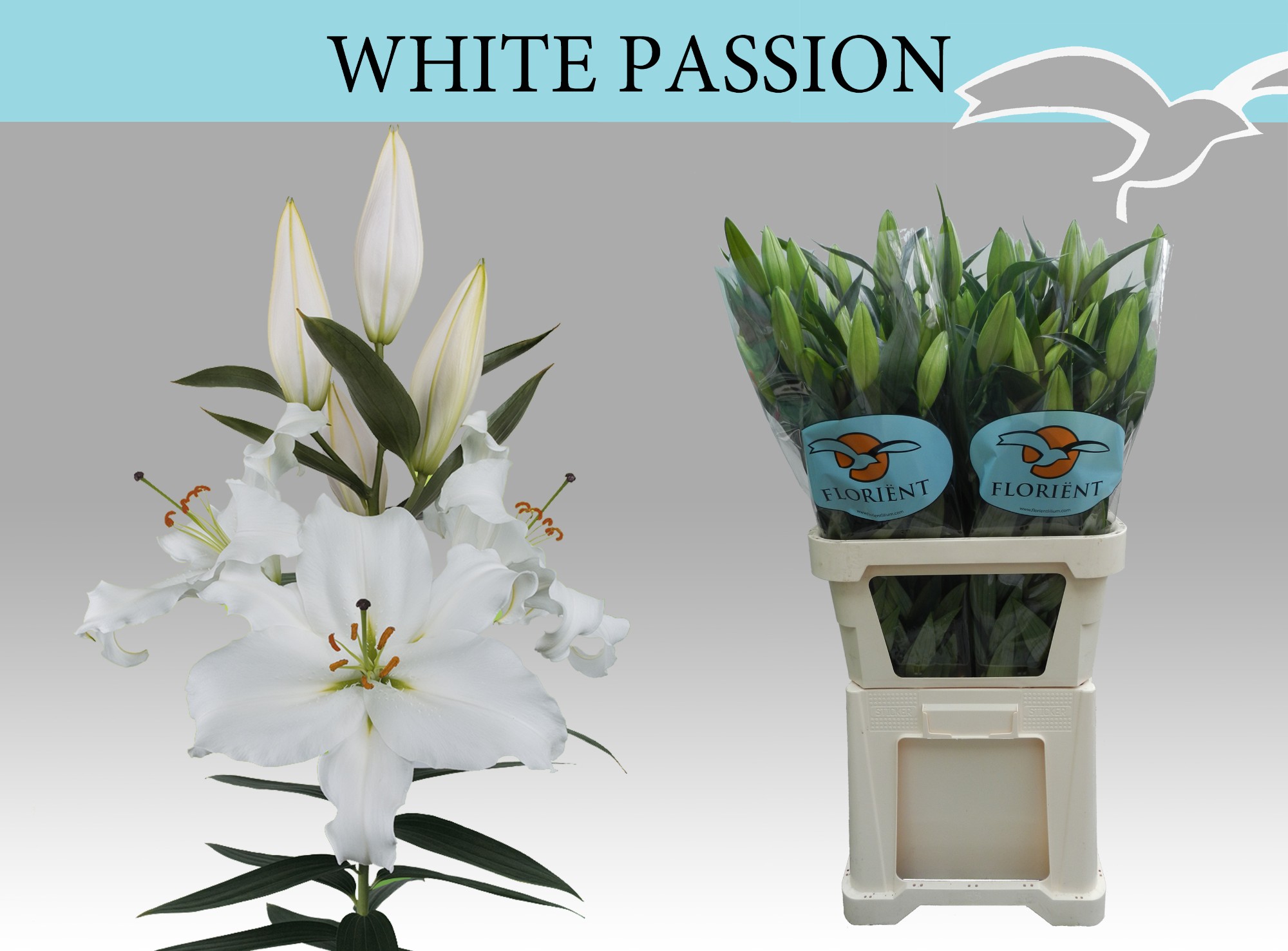 Lilium (Oriental) White Passion LI OR WHITE PASSION | Lilium | Lilium |  Цветущие срезанные цветы | Срезанные цветы | Все продукты | OZ Planten