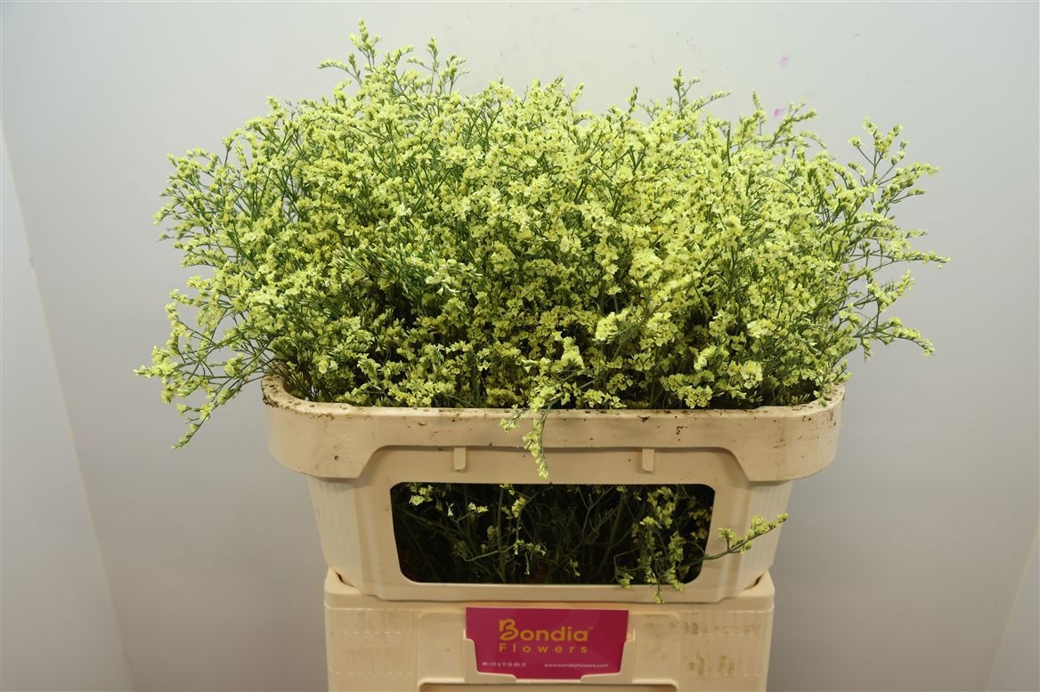 Limonium Sin China Summer 70cm 30gram