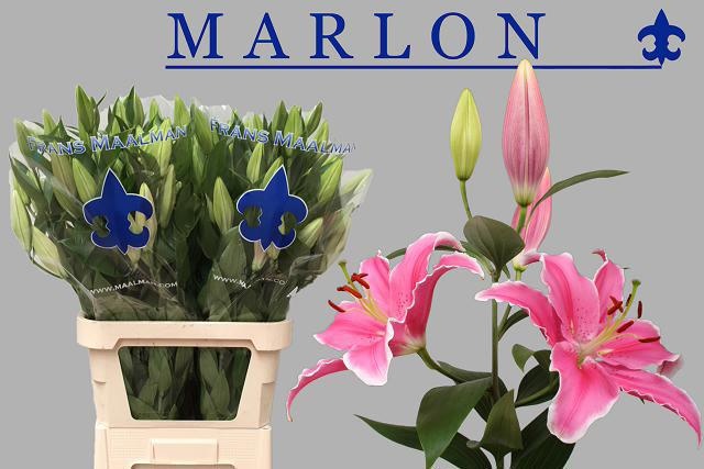 Lilium Or Marlon 100cm 4/5bl