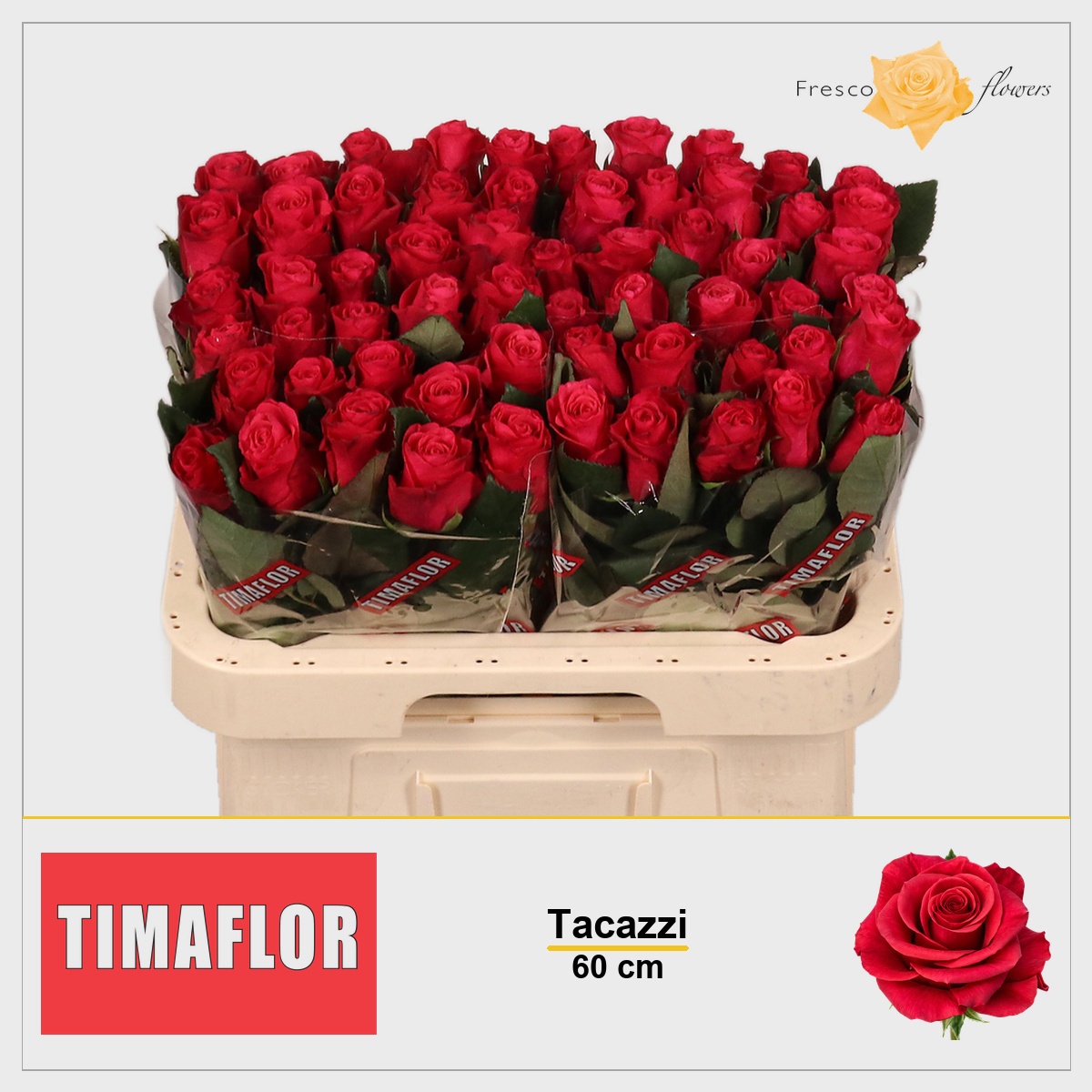 Rosa Tacazzi 60cm