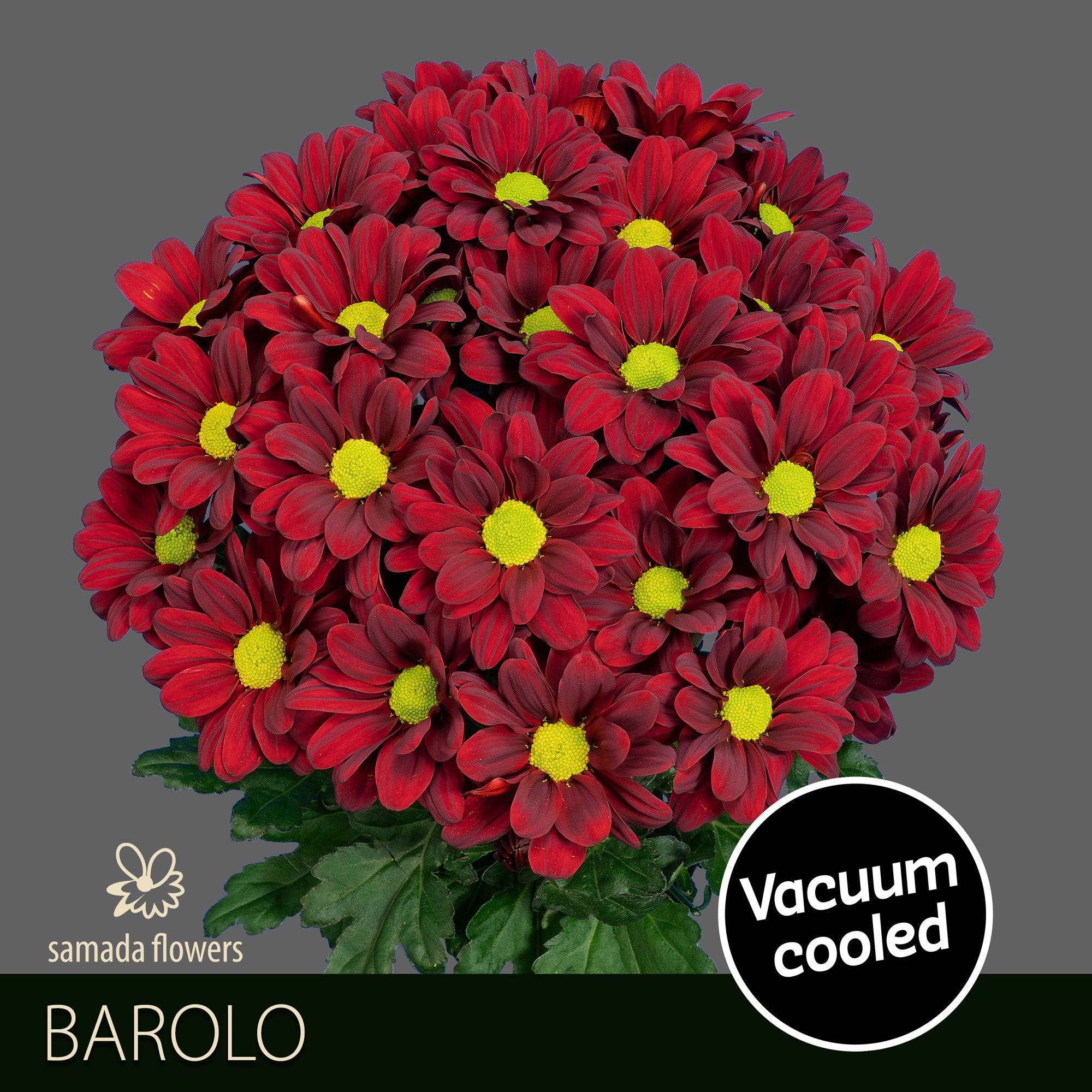 Chrys Spray Barolo 90gram