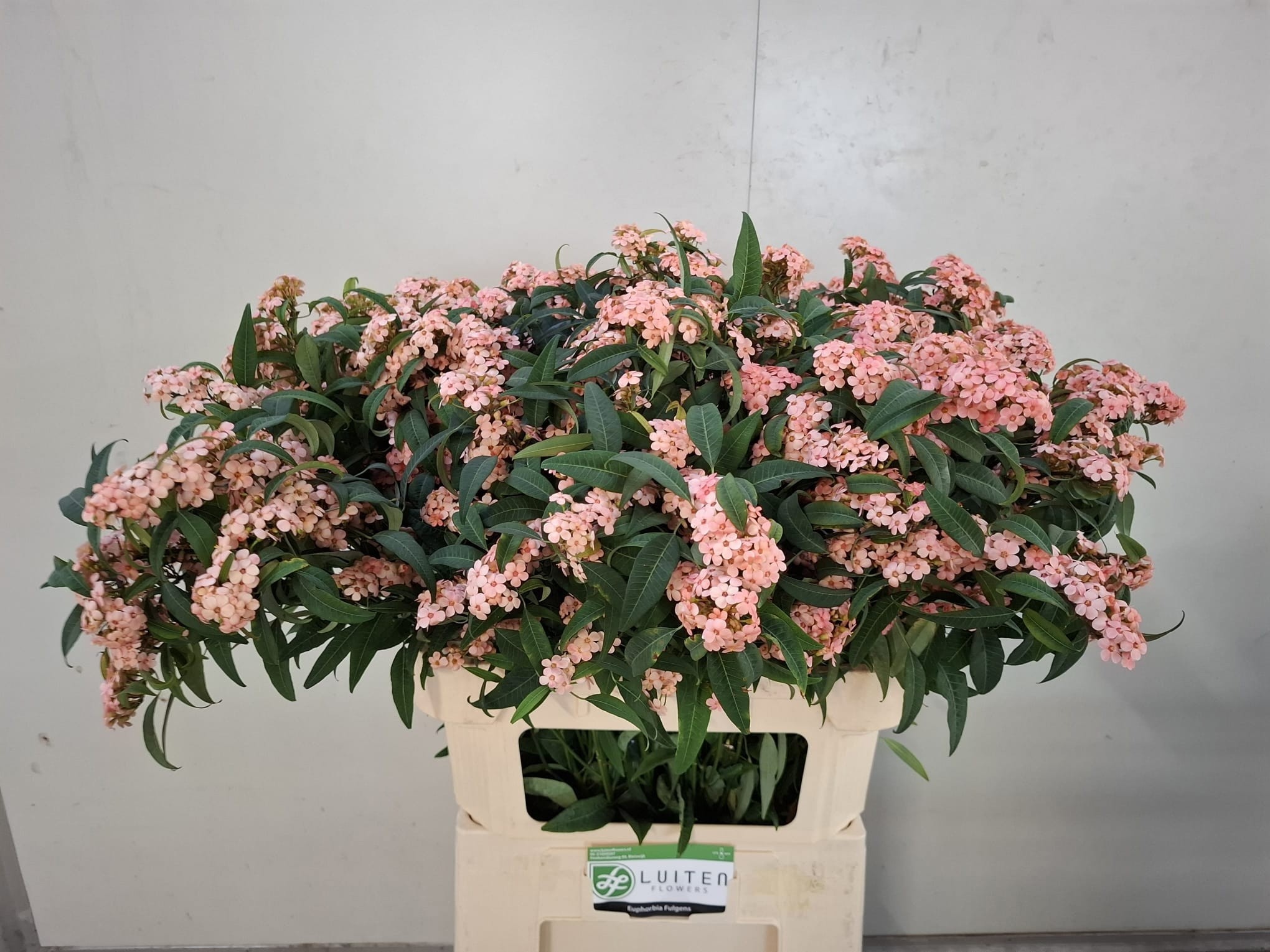 Euphorbia Spray Pink Baron 80cm