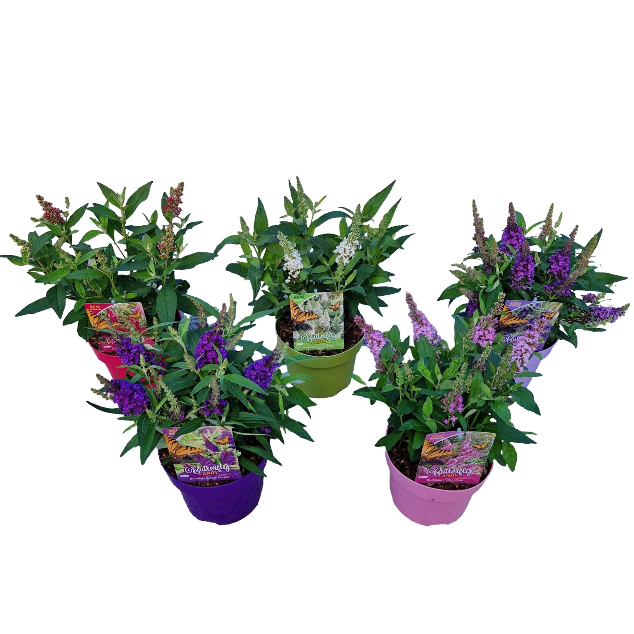 Picture of Buddleja d. 'Little Butterfly Candy' ® Mix