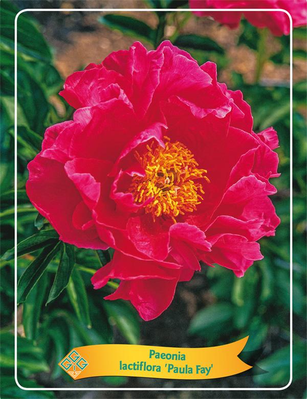 Picture of Paeonia Lactiflora Mix CC P11