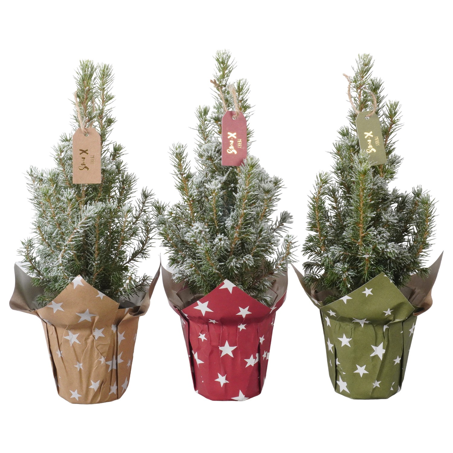 Picture of PTK24314 Picea Conica Perfecta withs snow in paper potcover decoration P9 30CM