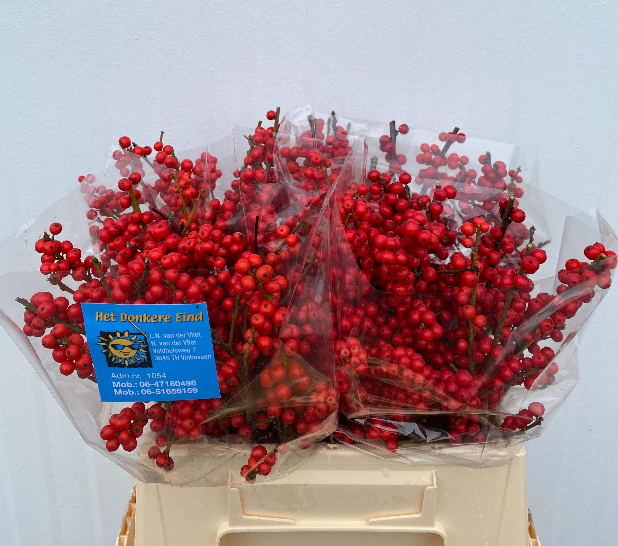 Ilex Verticlilata 40cm