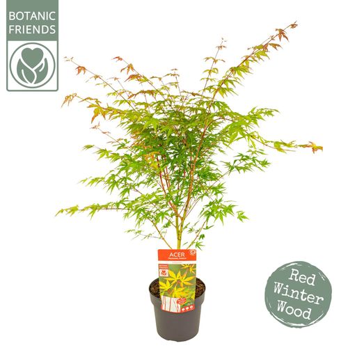 Acer palm. 'Sangokaku' p19 Son