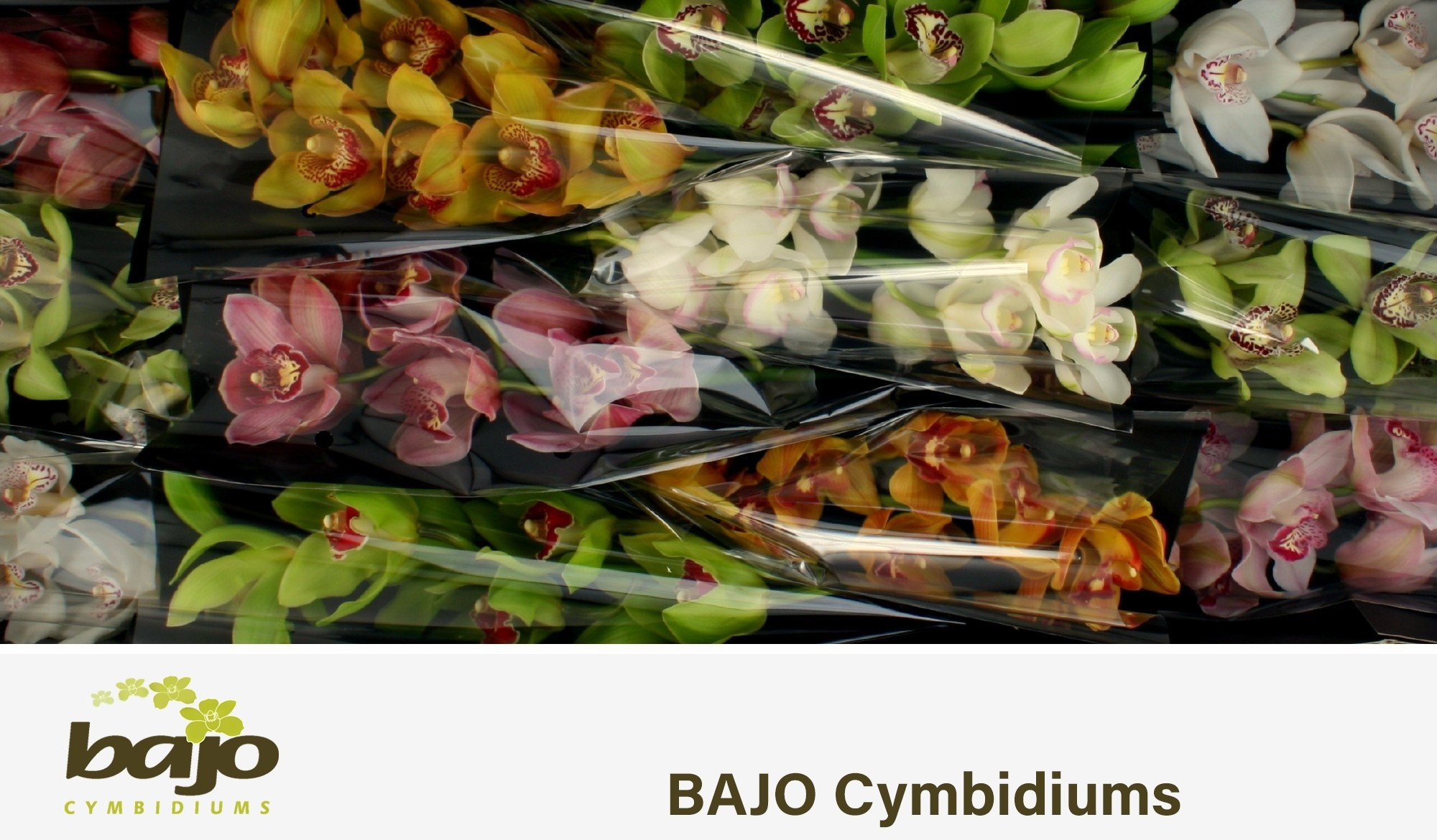 Cymbidium Asst 7bl