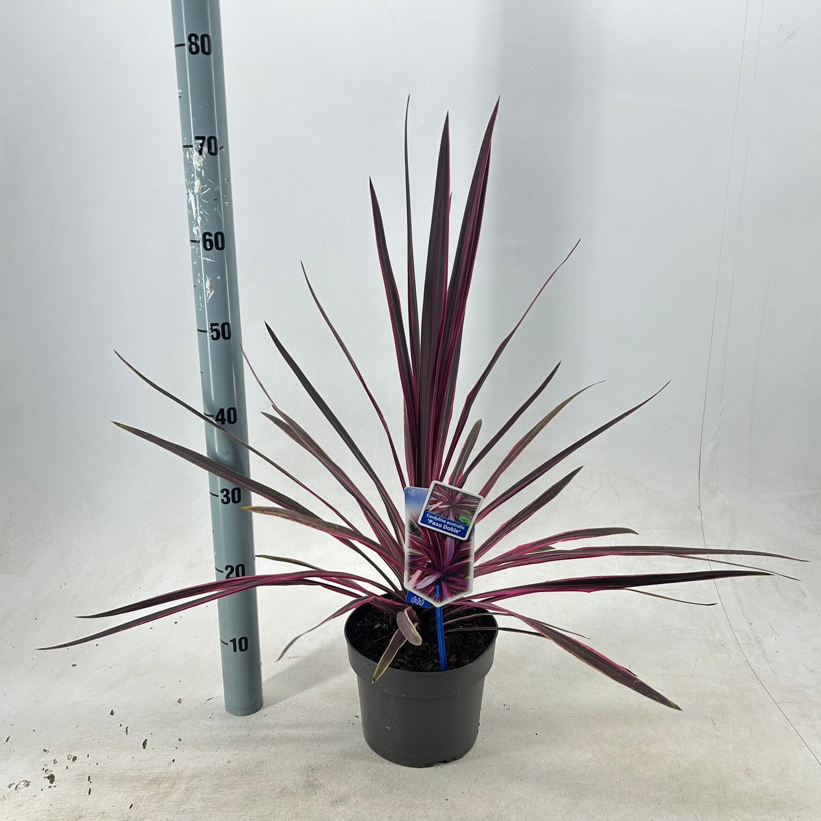 Picture of Cordyline australis 'Paso Doble' PBR