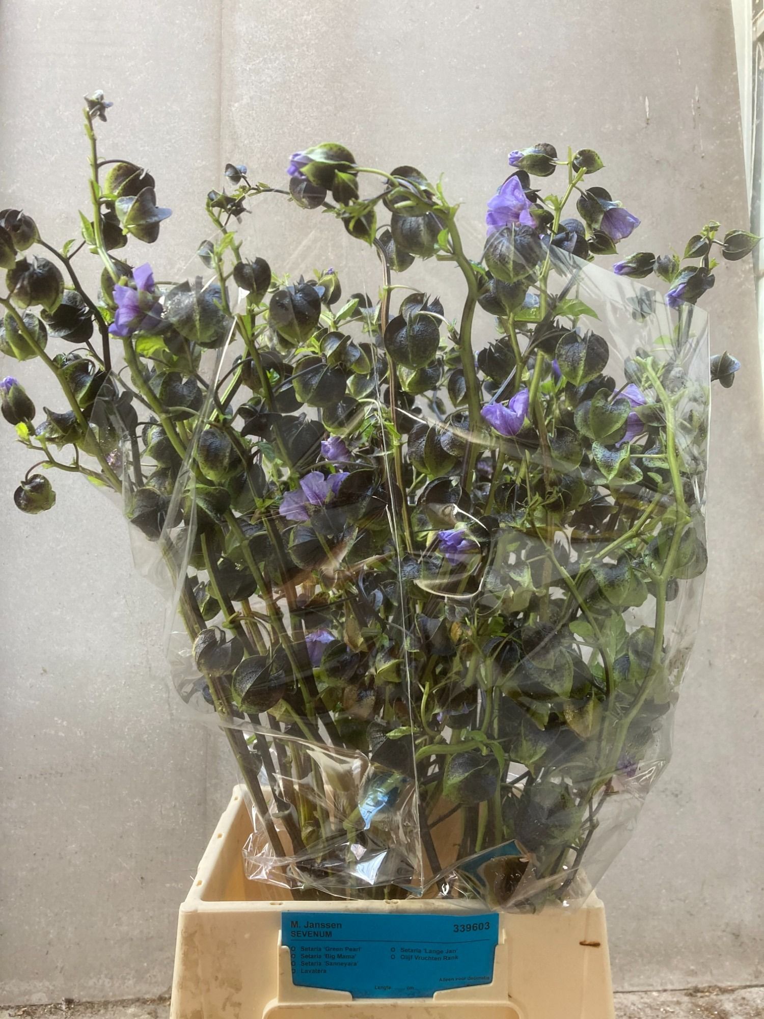 Nicandra Phys Purpur 50cm