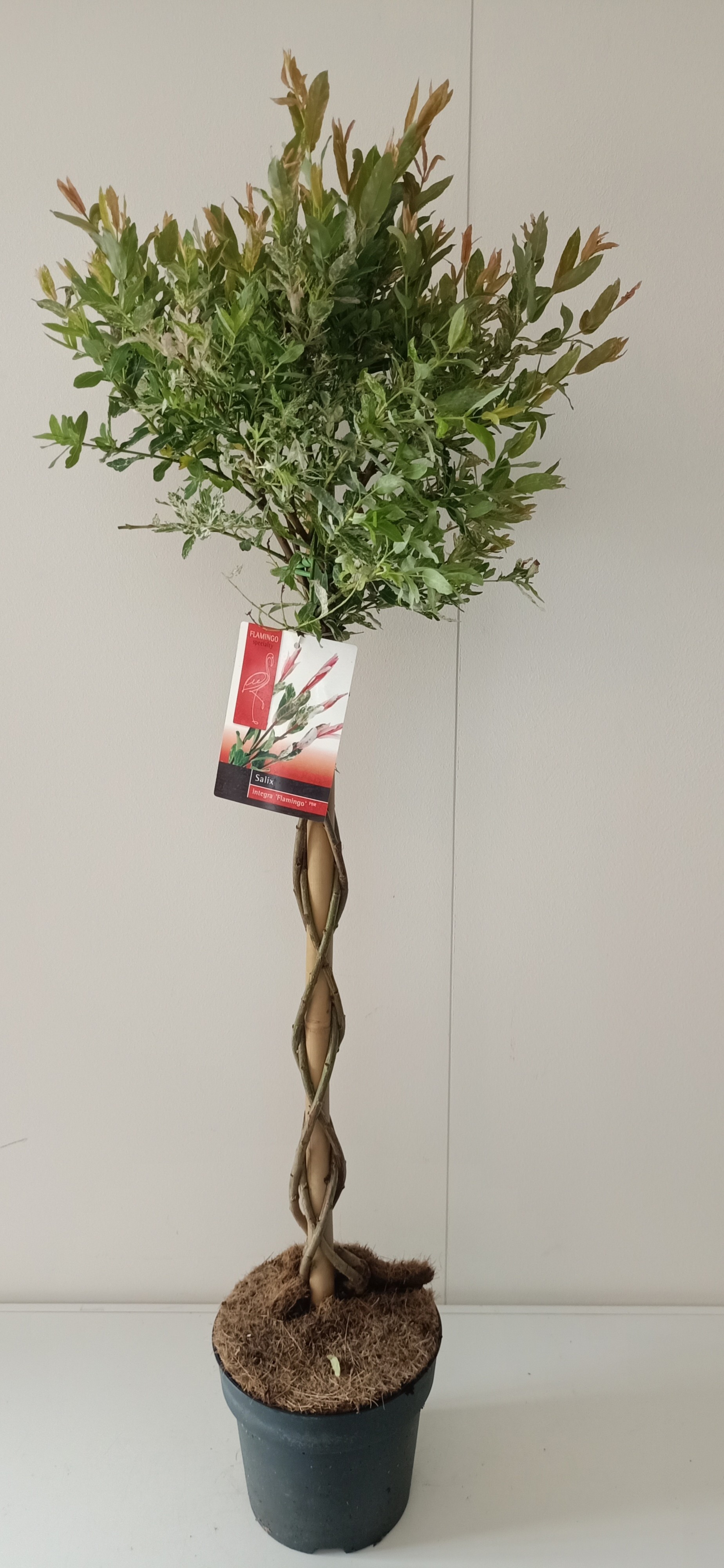 Picture of Salix Flamingo gevlochten stam p21