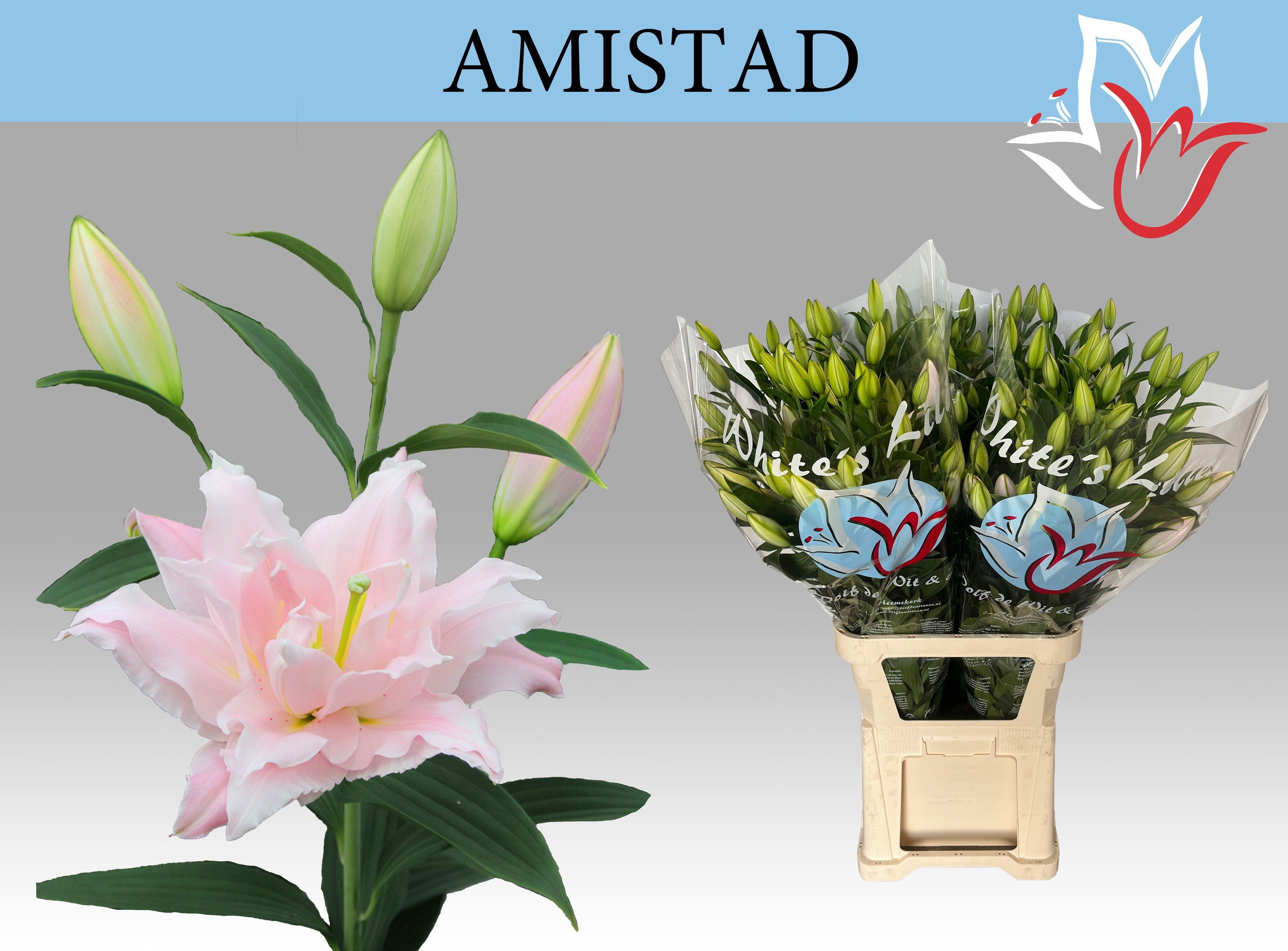 Li Or Du Amistad
