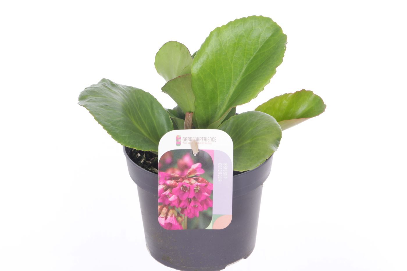 Bergenia cordifolia Winterglut