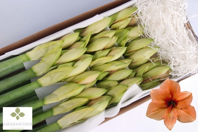 Hippeastrum Rilona 4bl
