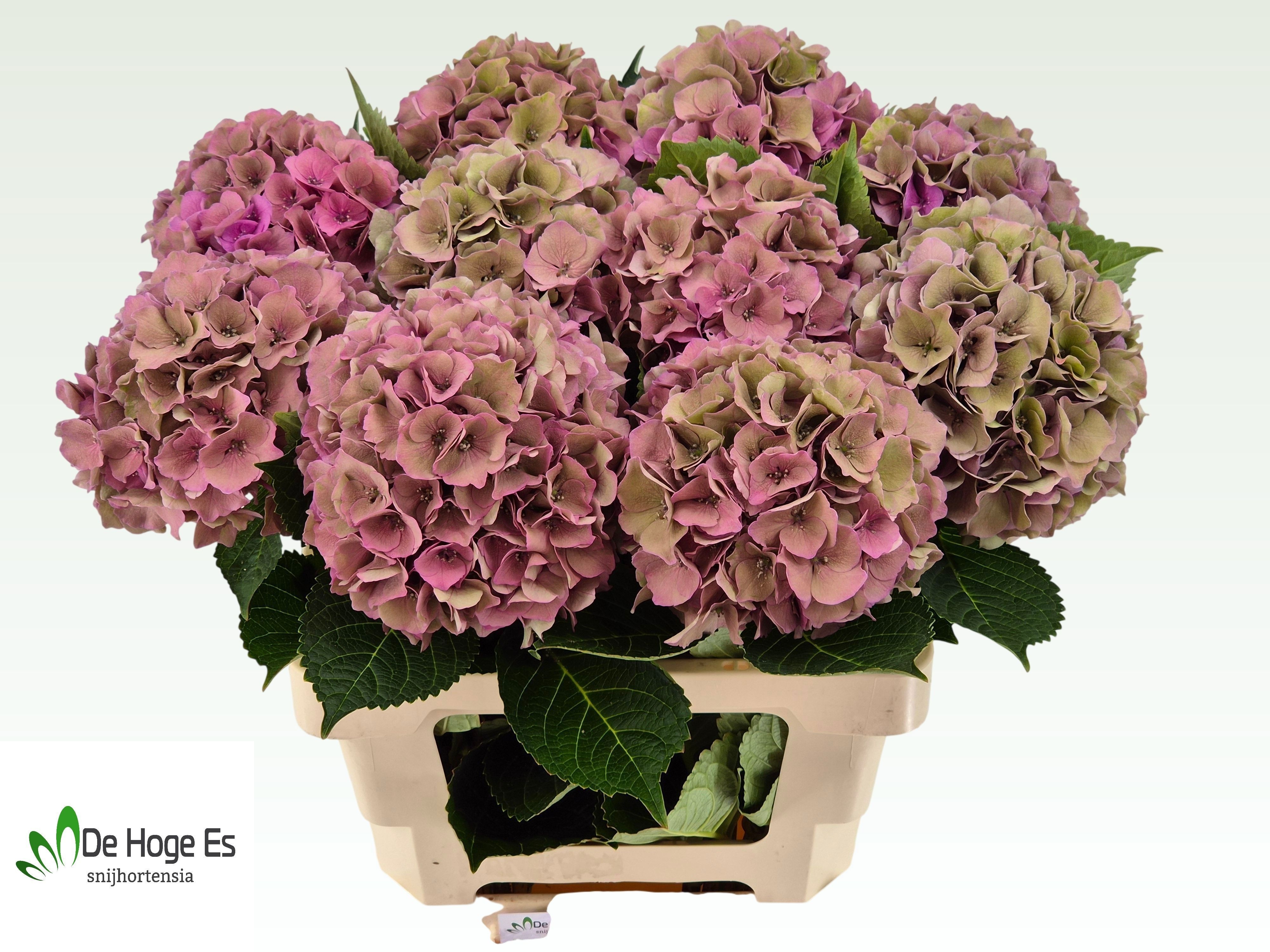 Hydrangea Royal Palace Classic 60cm 15Ø