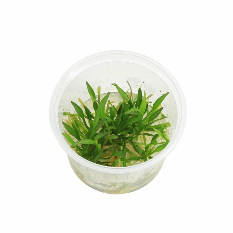 Echinodorus tenellus (cup 100cc)