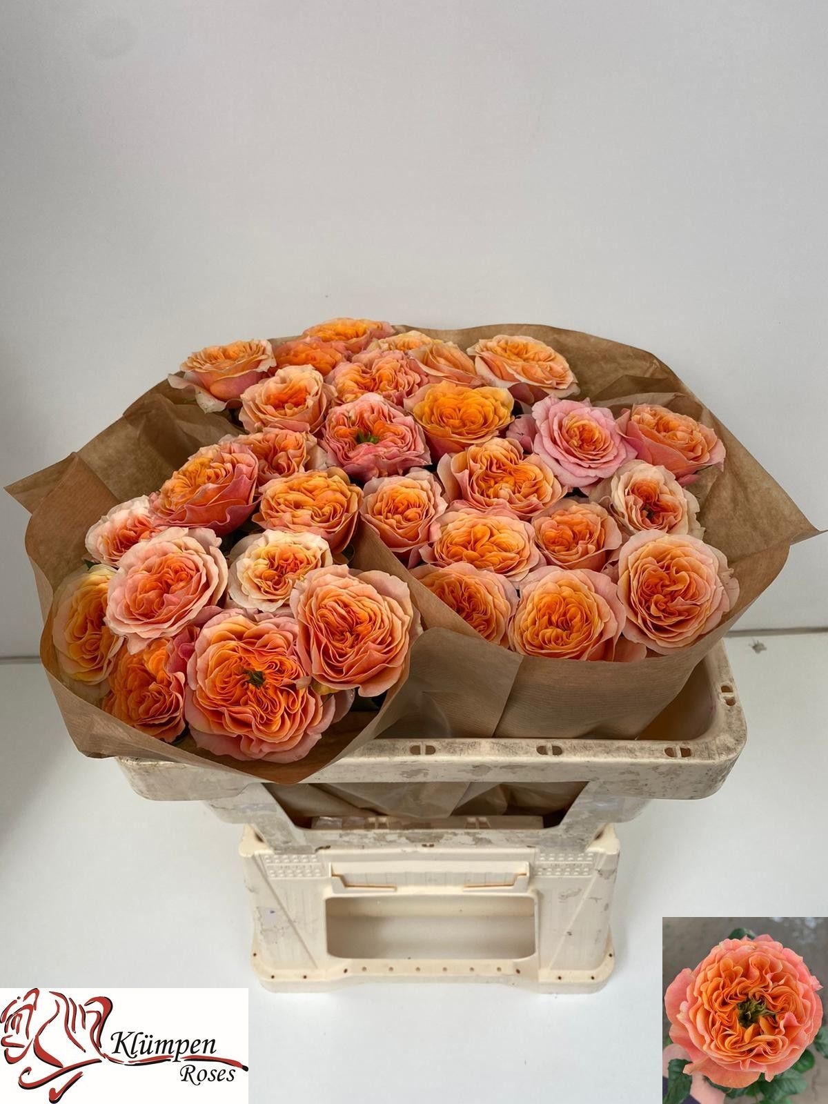 Rosa Southpark 50cm