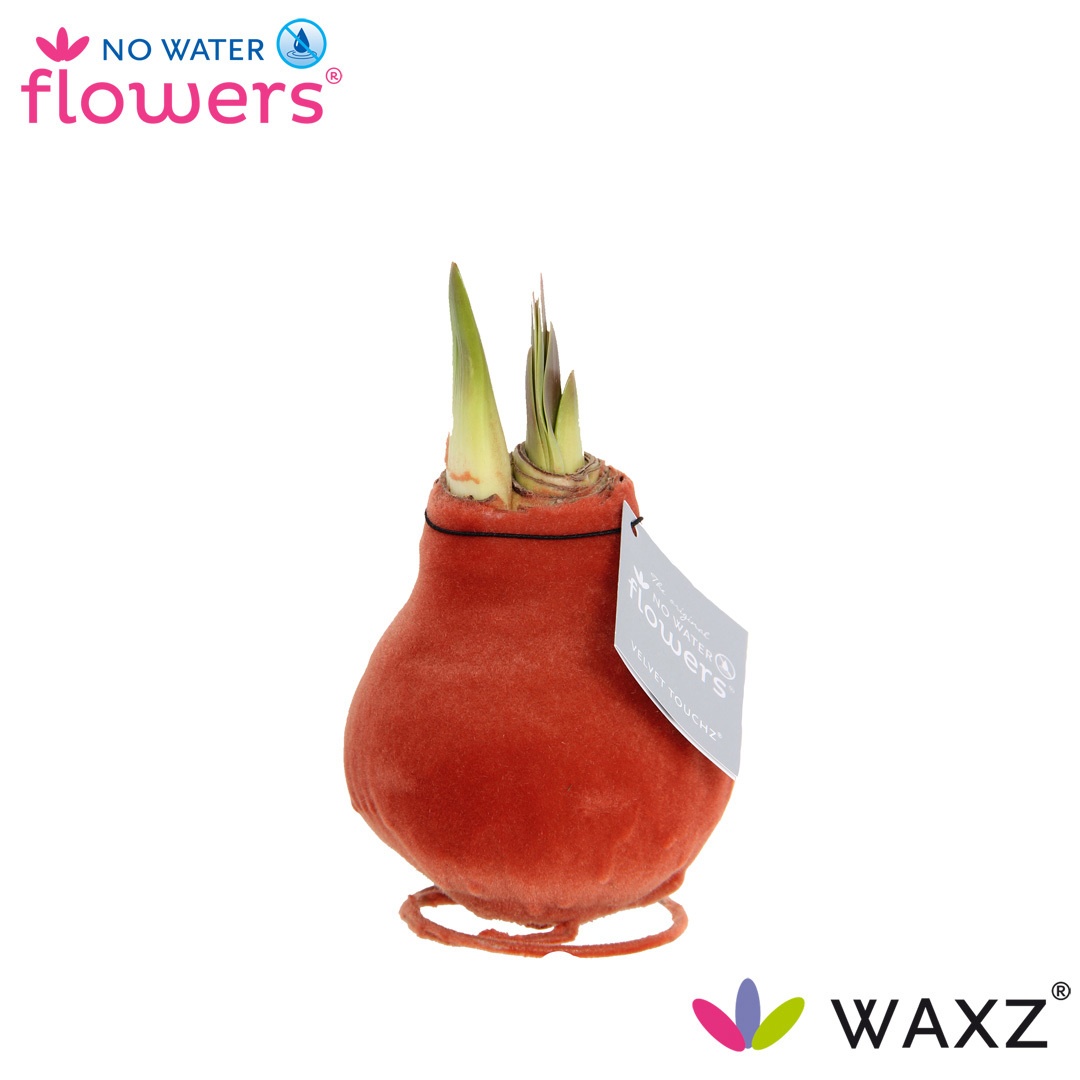 Hipp Wax
