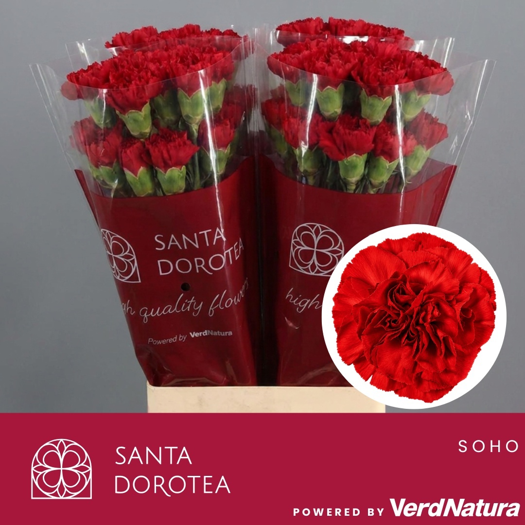 Dianthus St Don Pedro 60cm