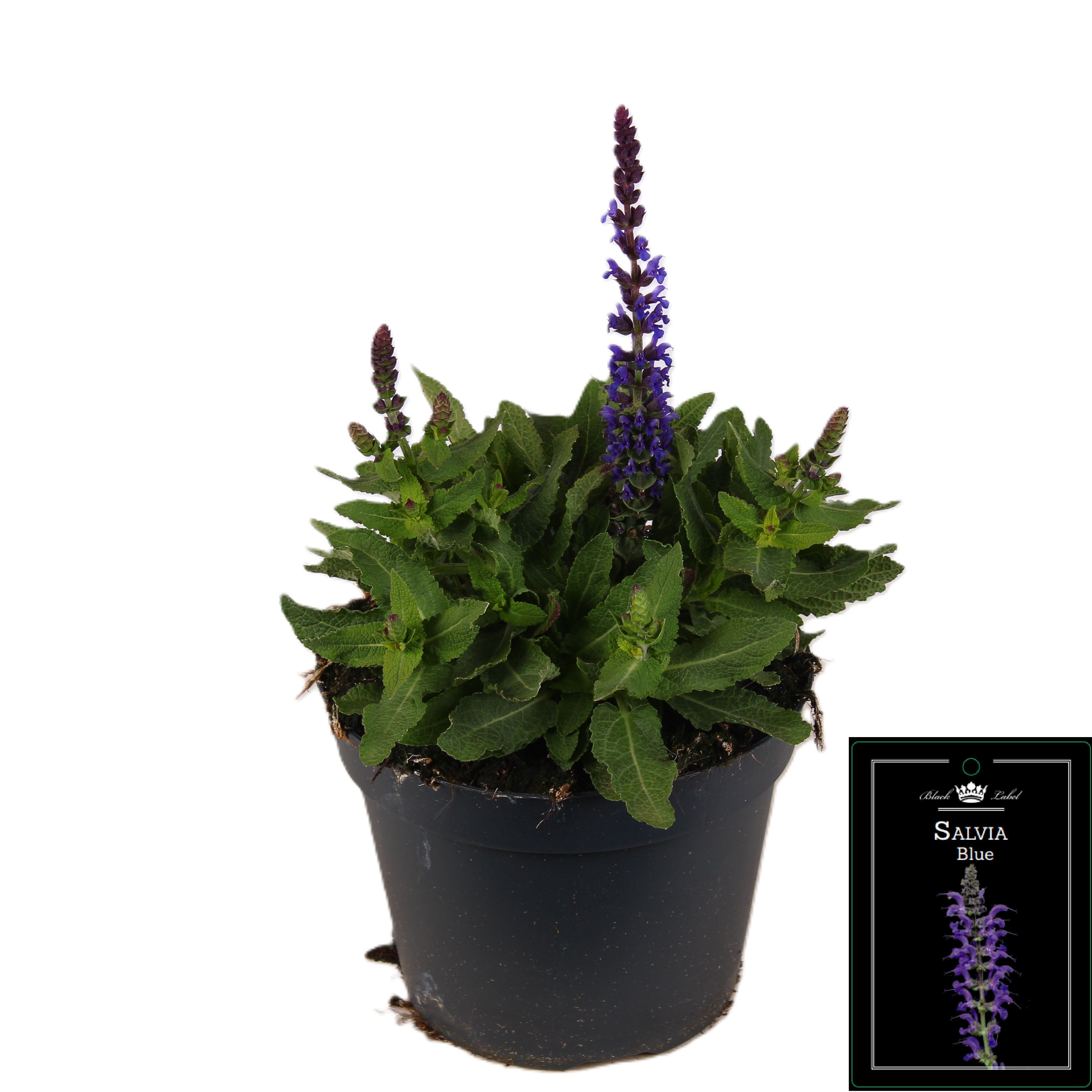 Picture of Salvia Nemorosa Blue