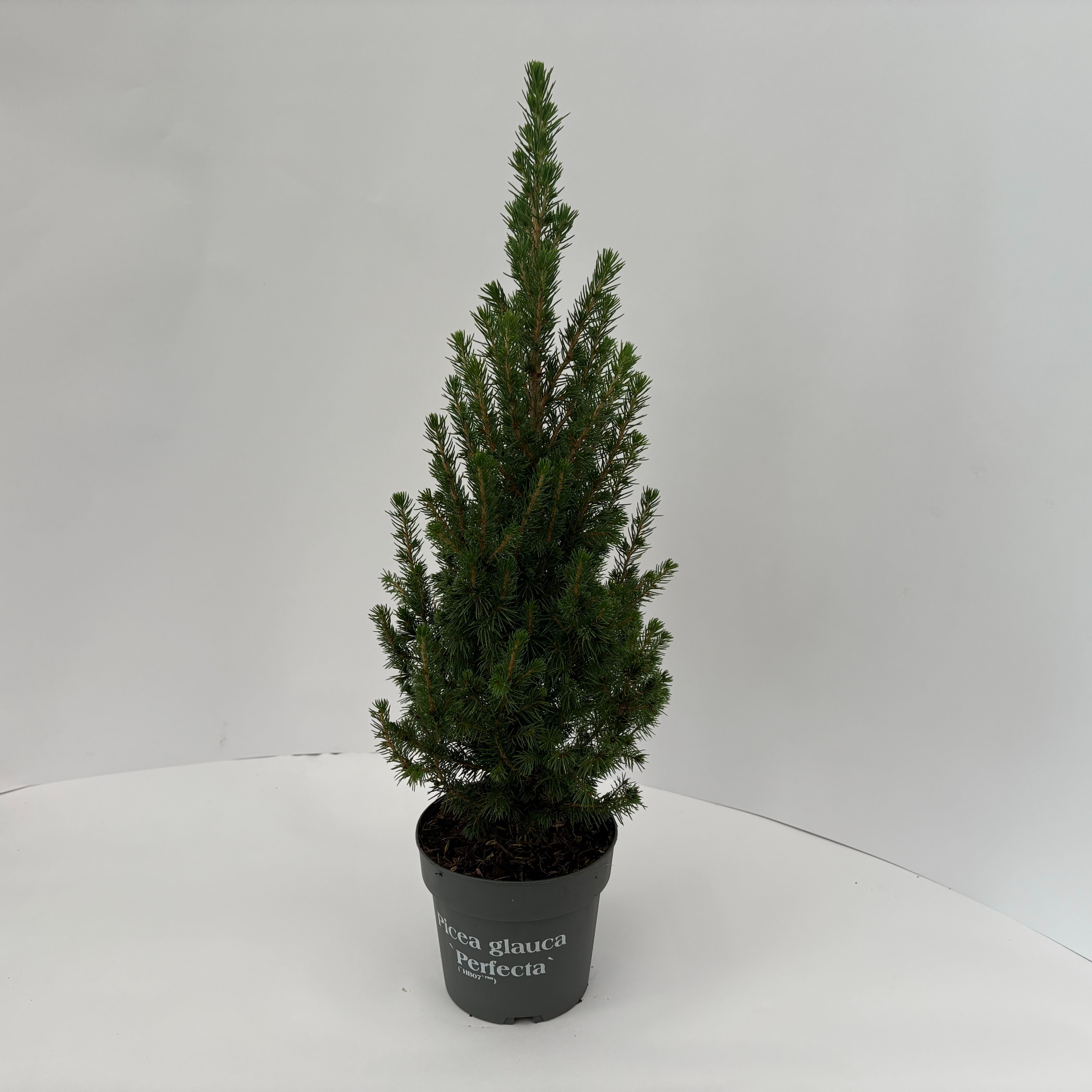 Picture of Picea glauca Perfecta P13