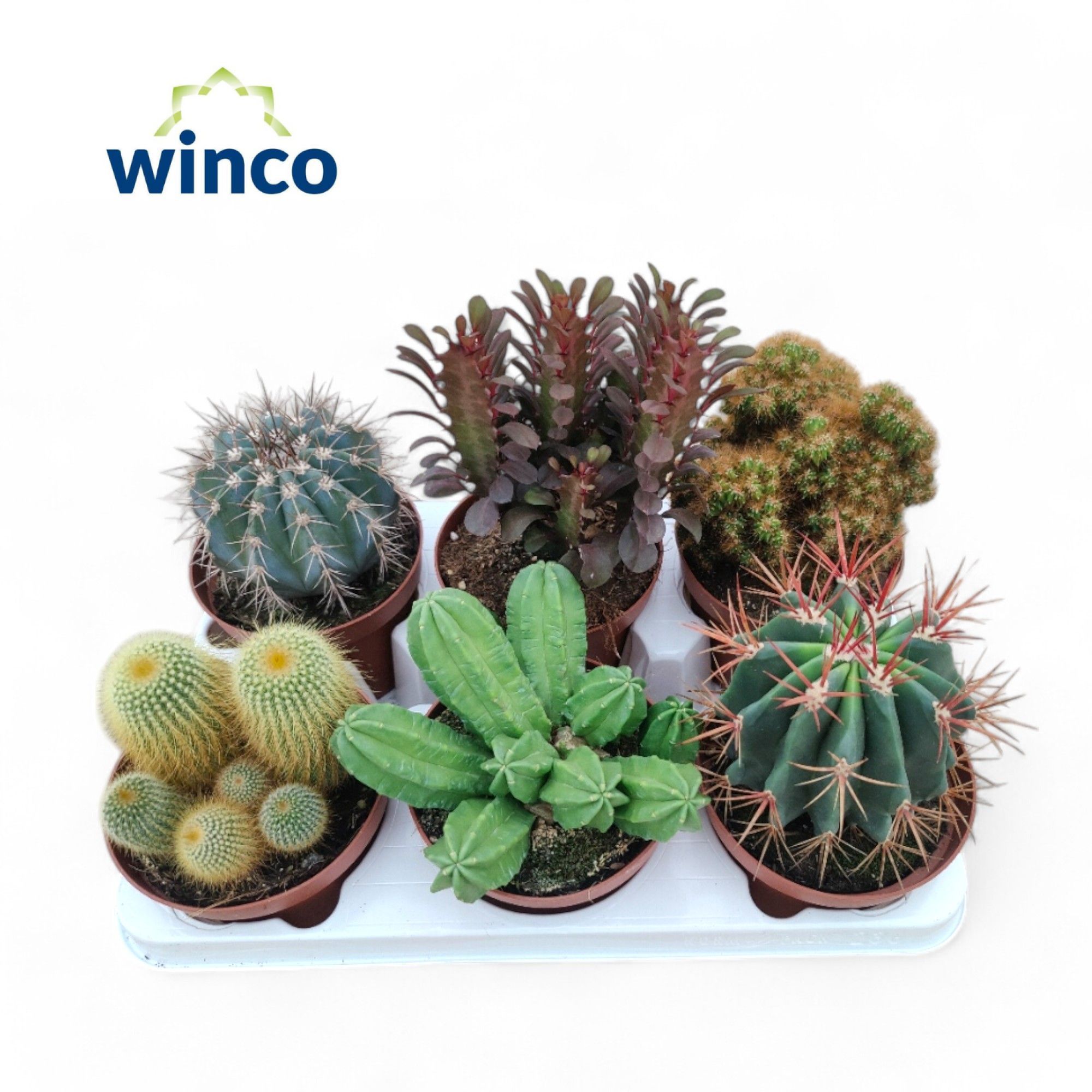 Cactus Gem 13P 16H