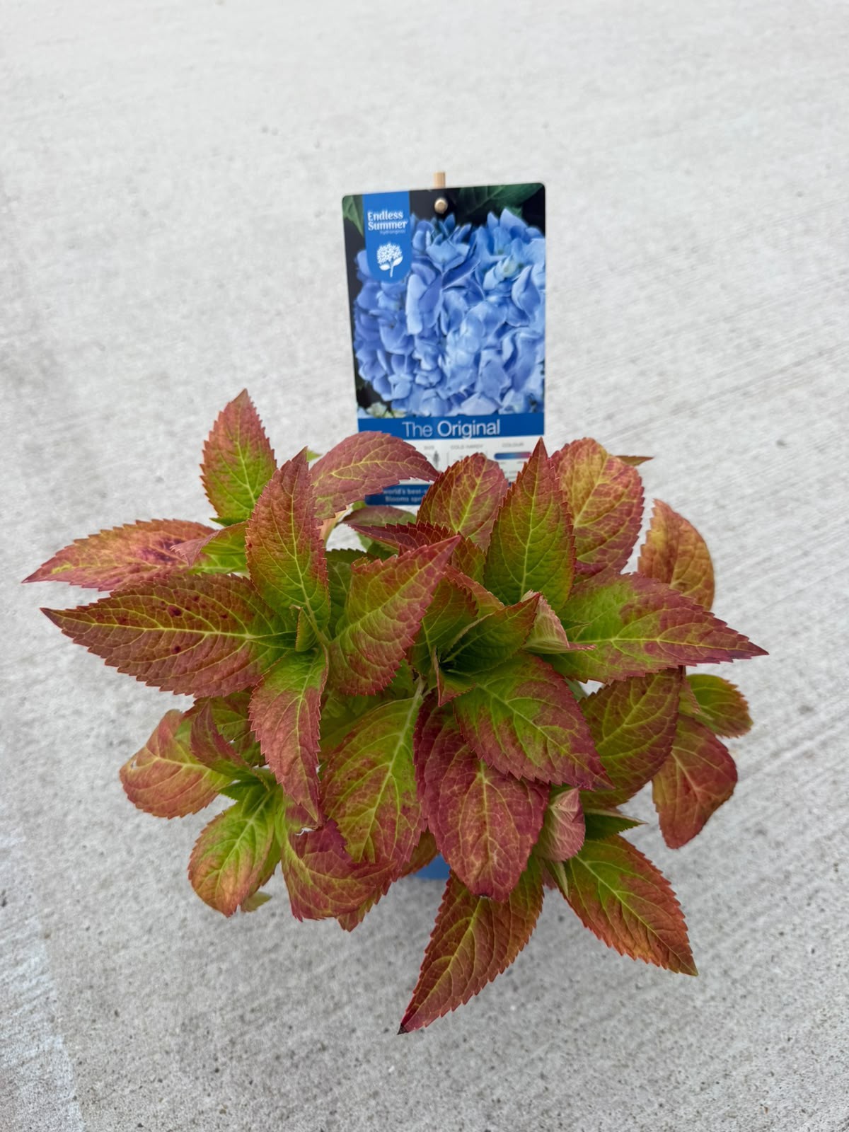 Hydrangea macrophylla Endless Summer The Original Blue