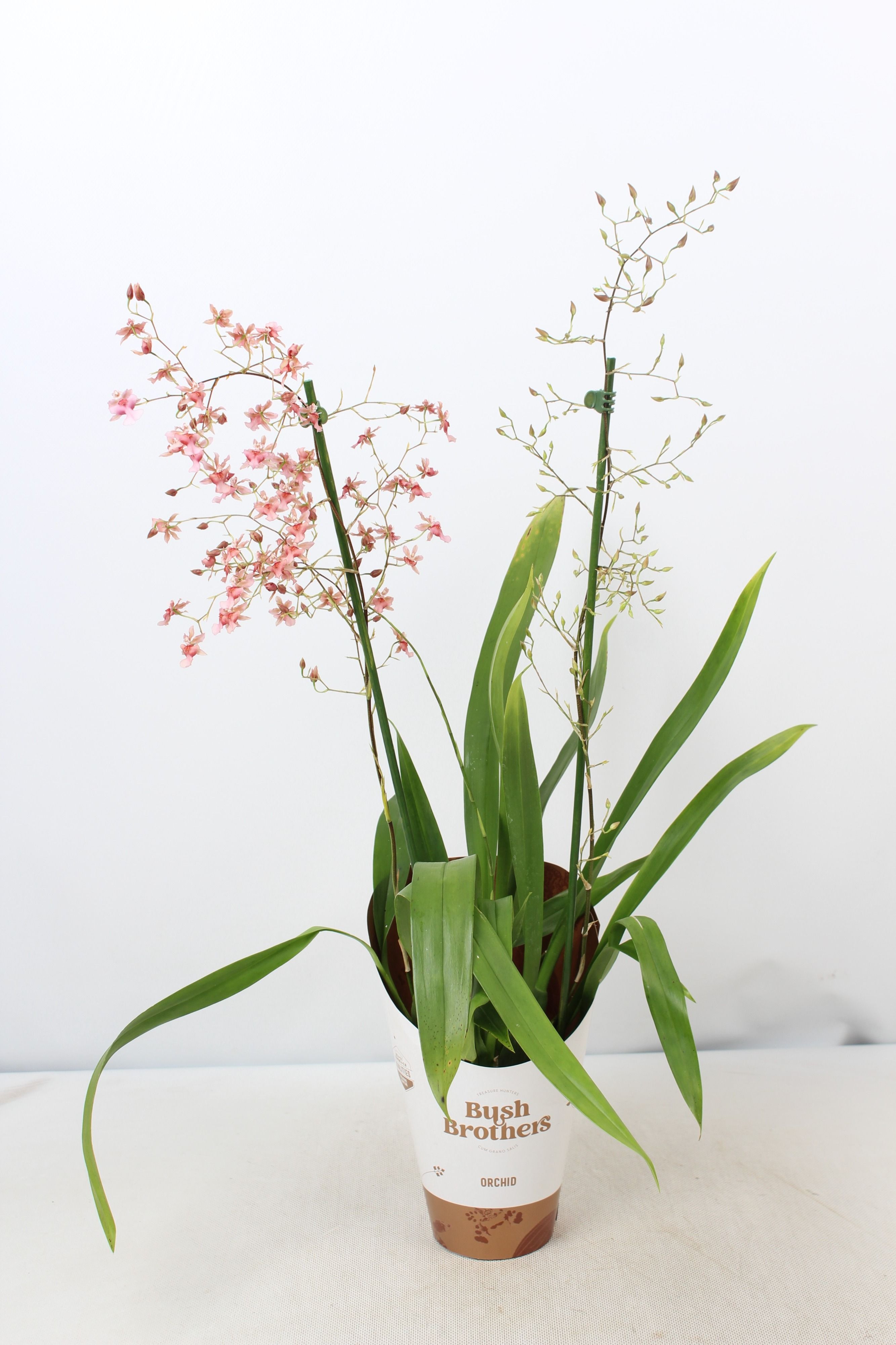 Oncidium Rosy Sunset 2 tak