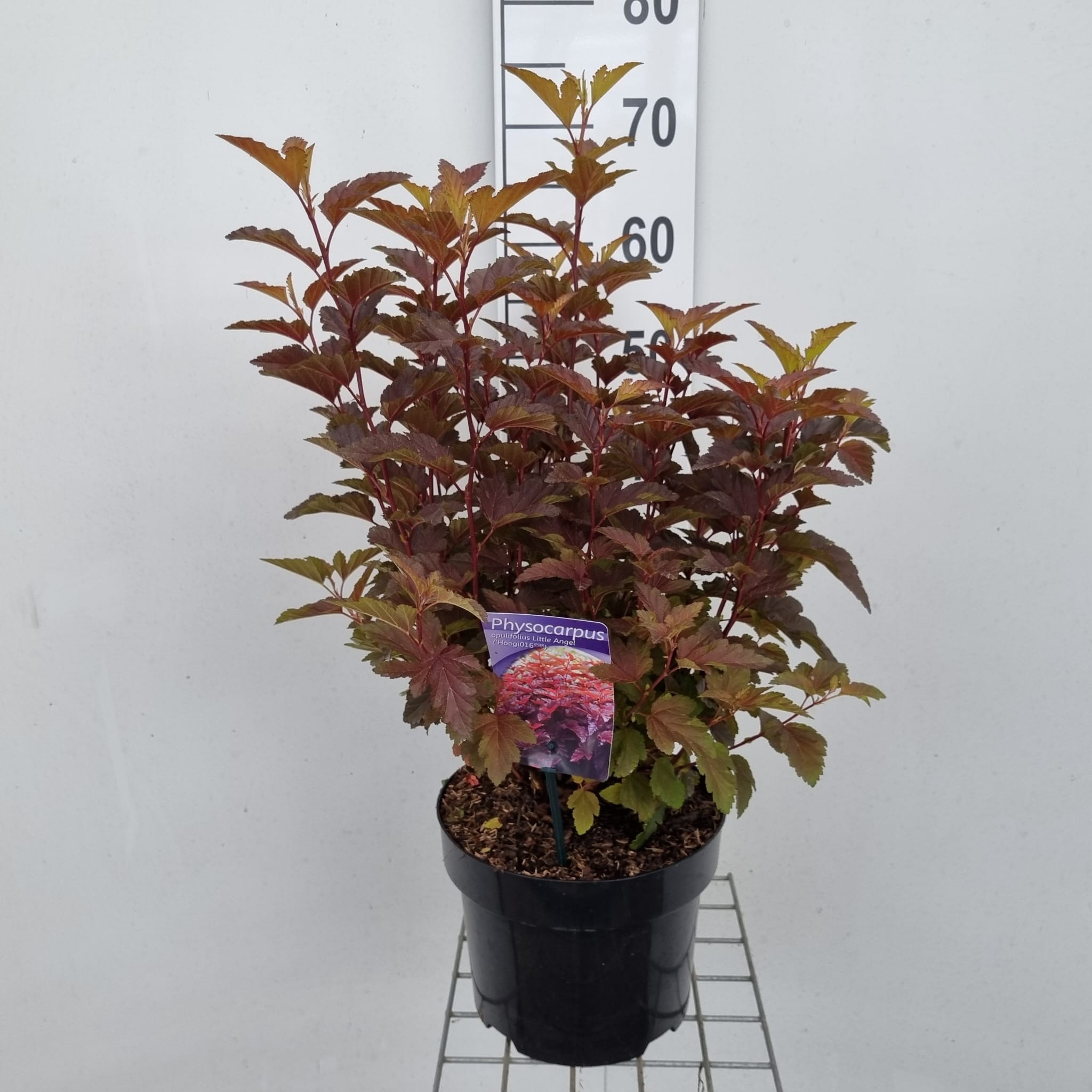 Picture of Physocarpus opulifolius Little Angel ('Hoogi016'PBR)