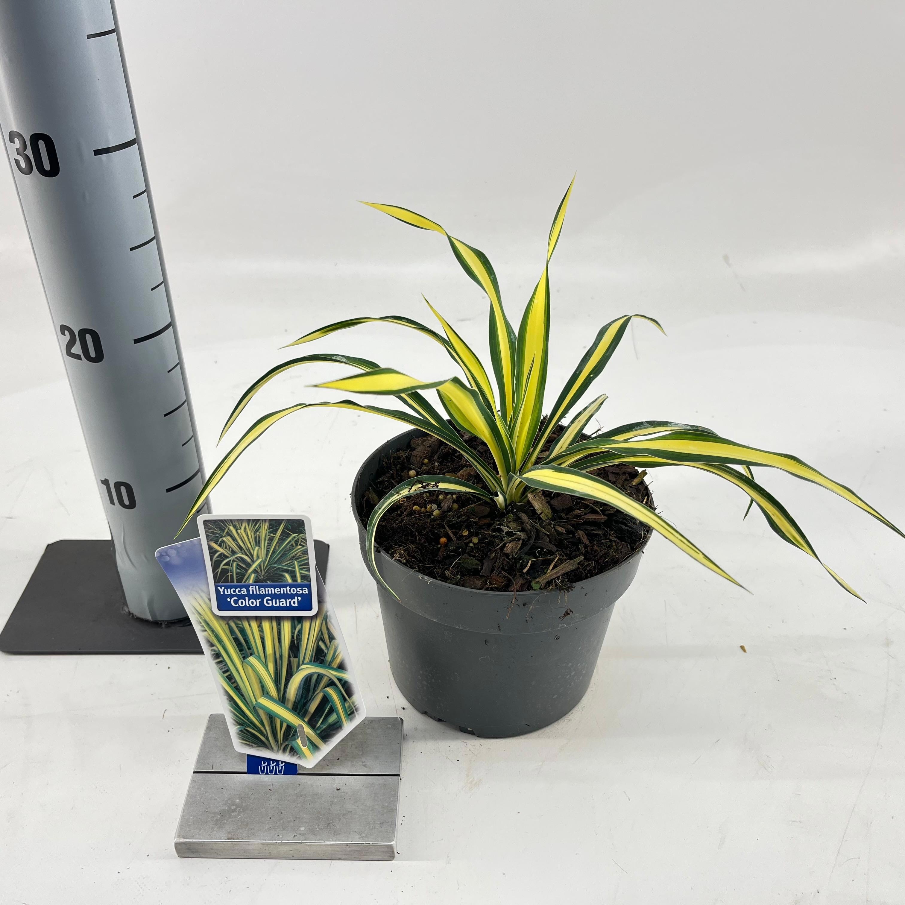 Picture of Yucca filamentosa 'Color Guard'