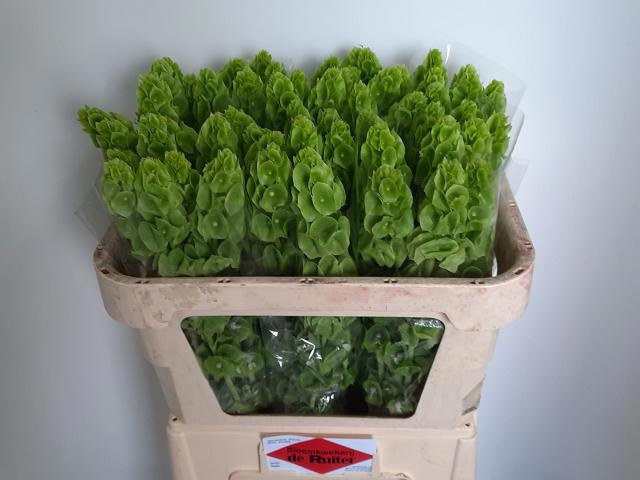 Moluccella Stuk